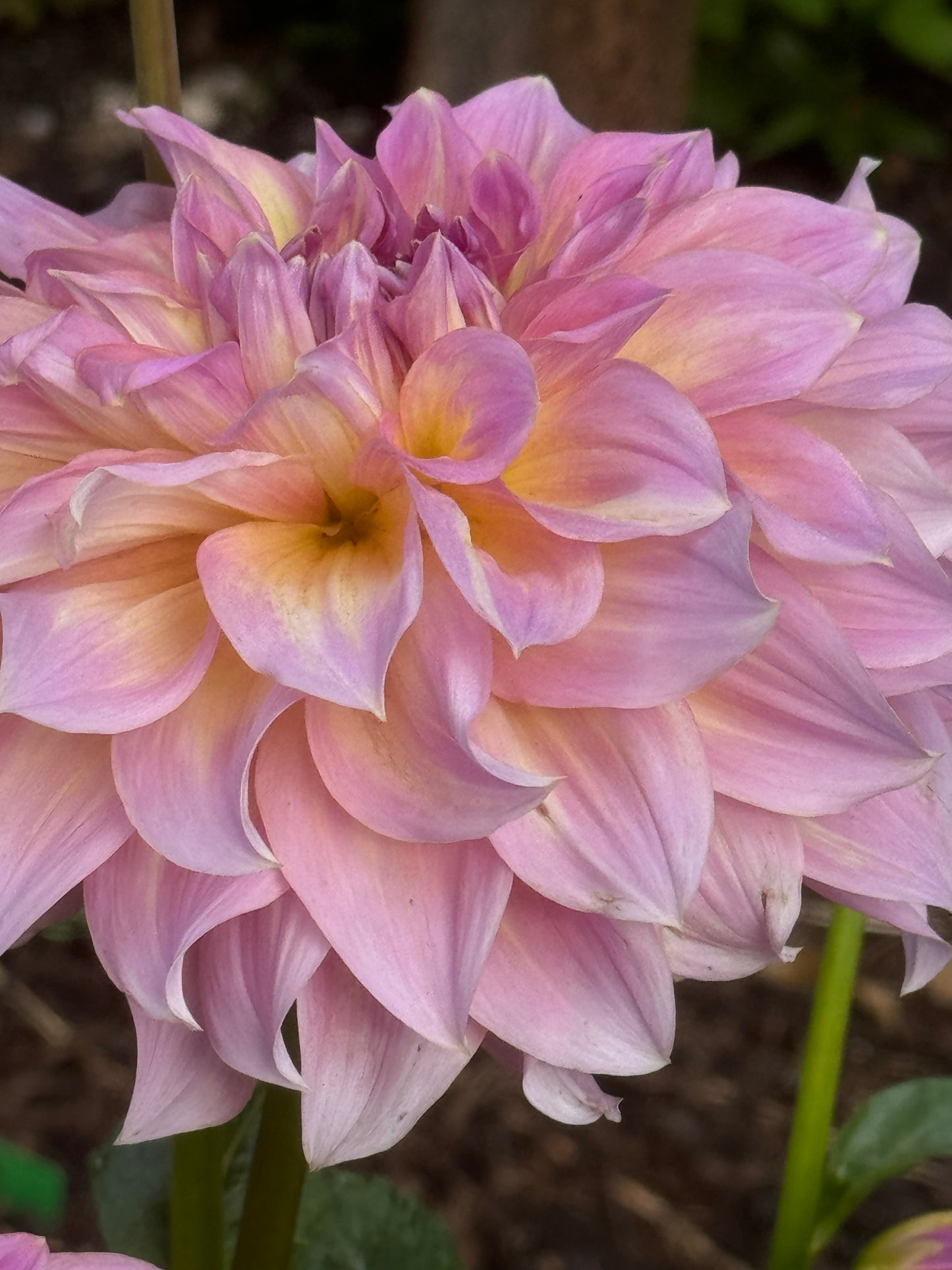 Kid’s Climax Dahlia