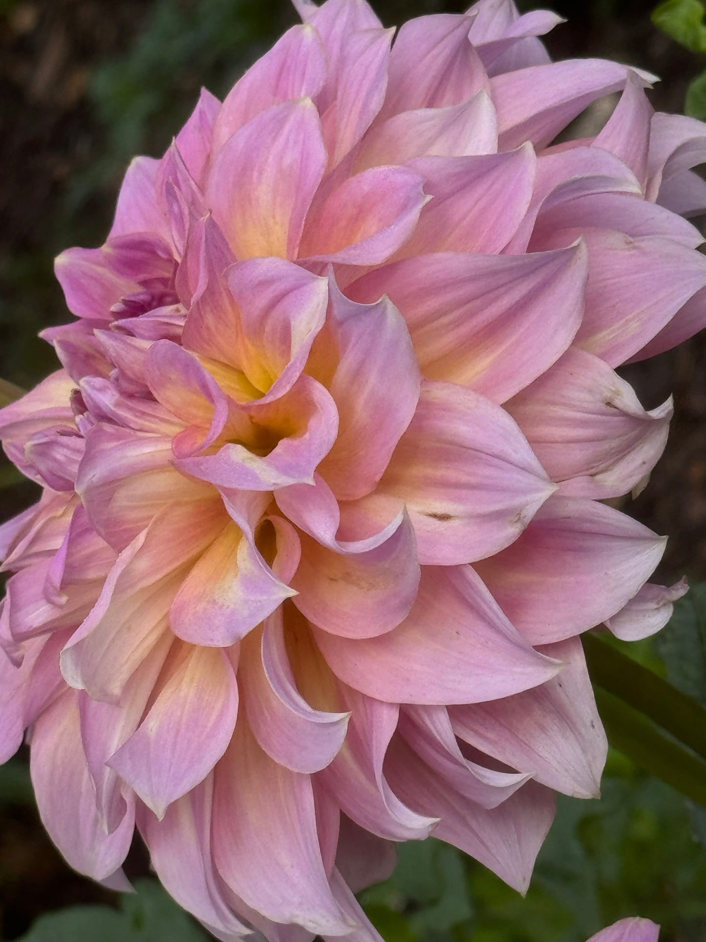 Kid’s Climax Dahlia