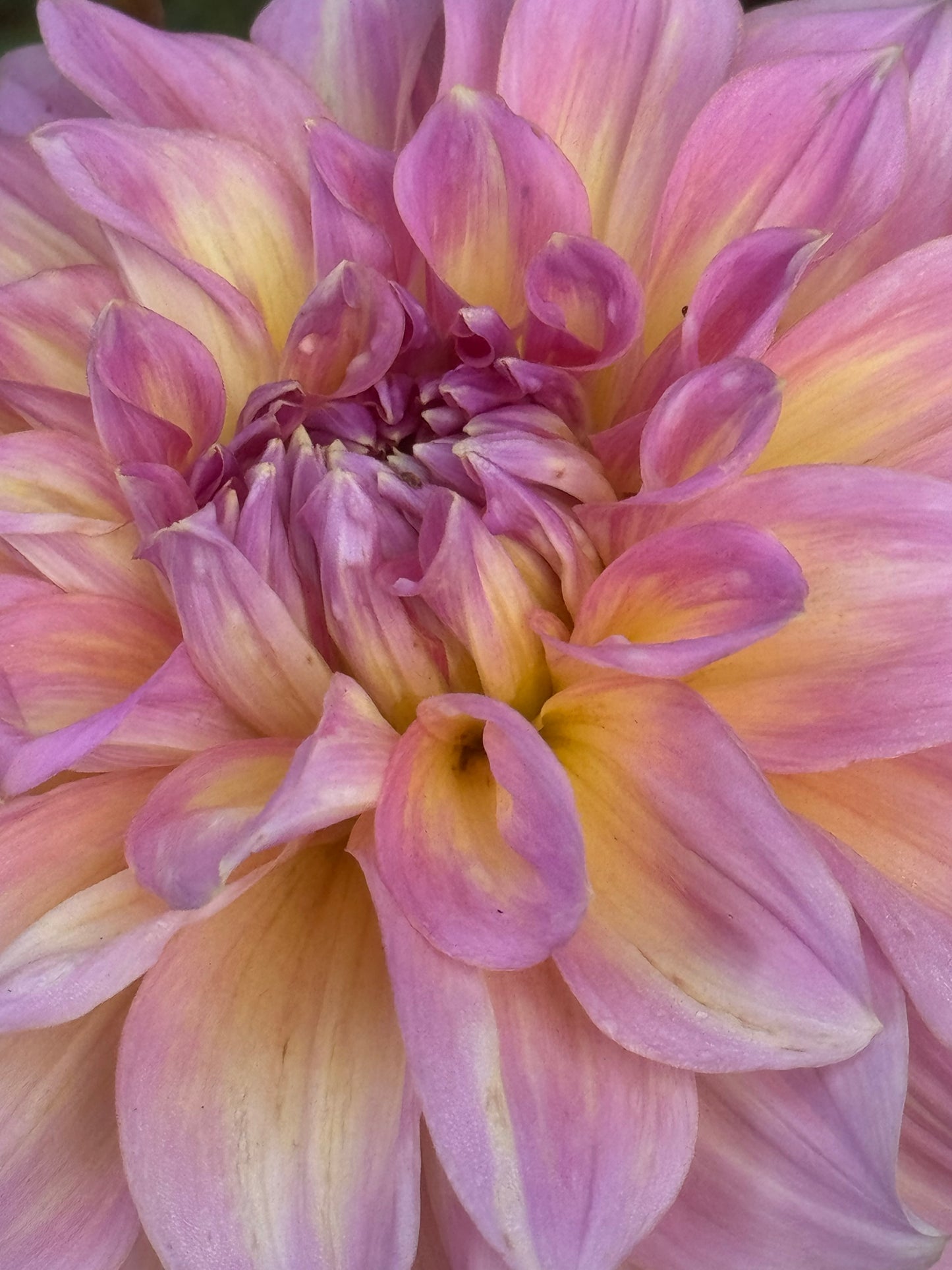 Kid’s Climax Dahlia