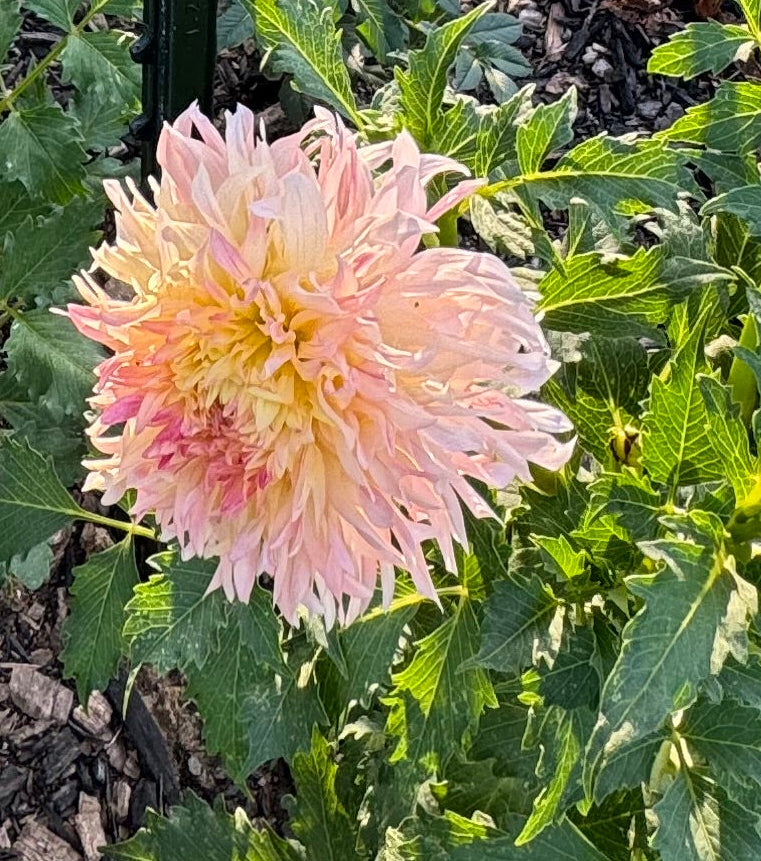 Hapet Champagne Dahlia