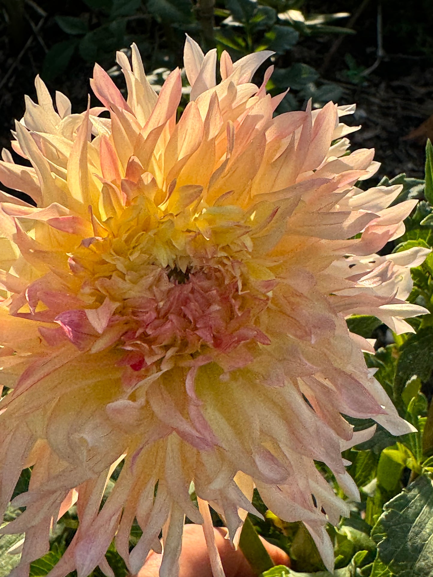 Hapet Champagne Dahlia