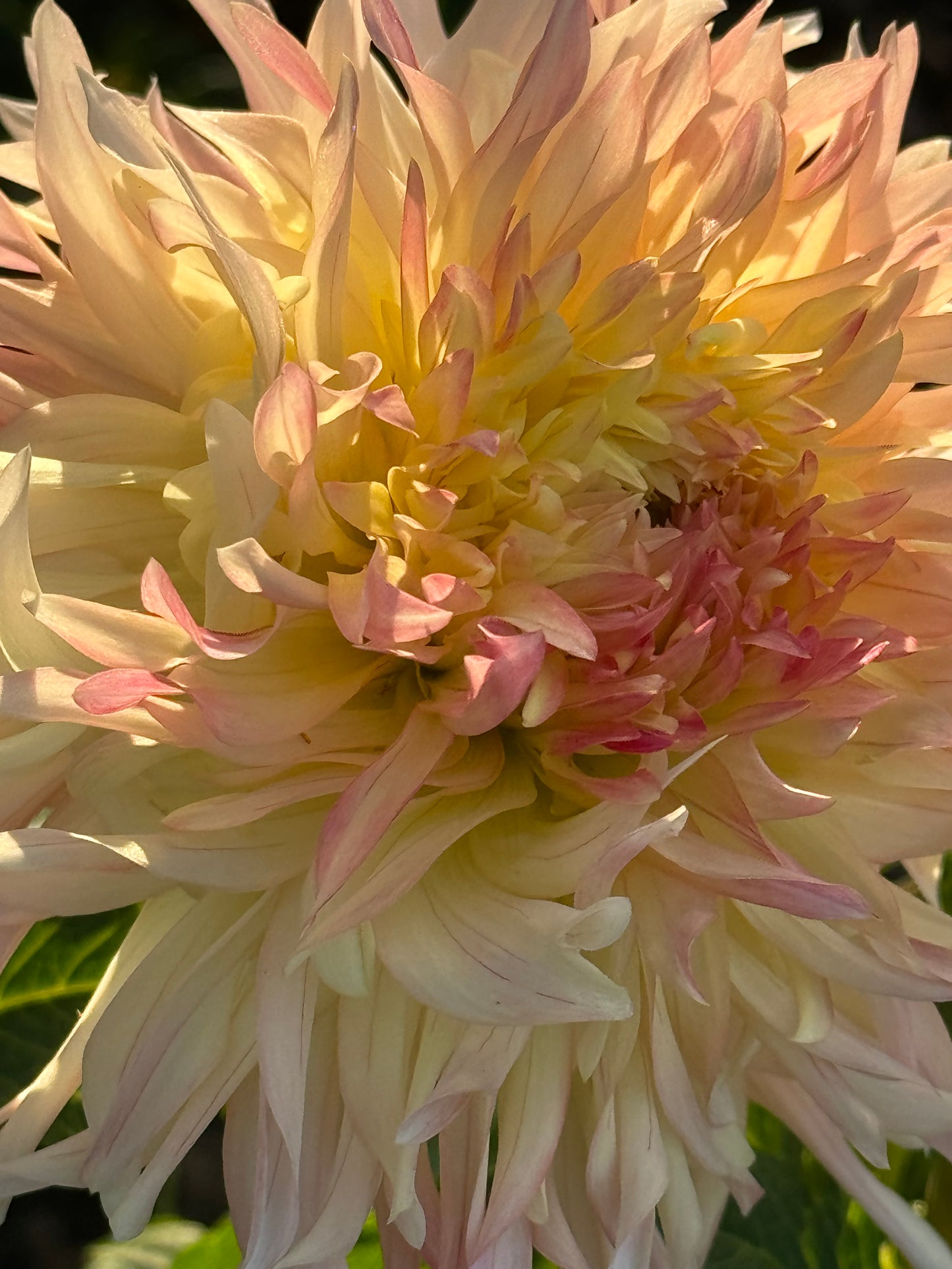 Hapet Champagne Dahlia