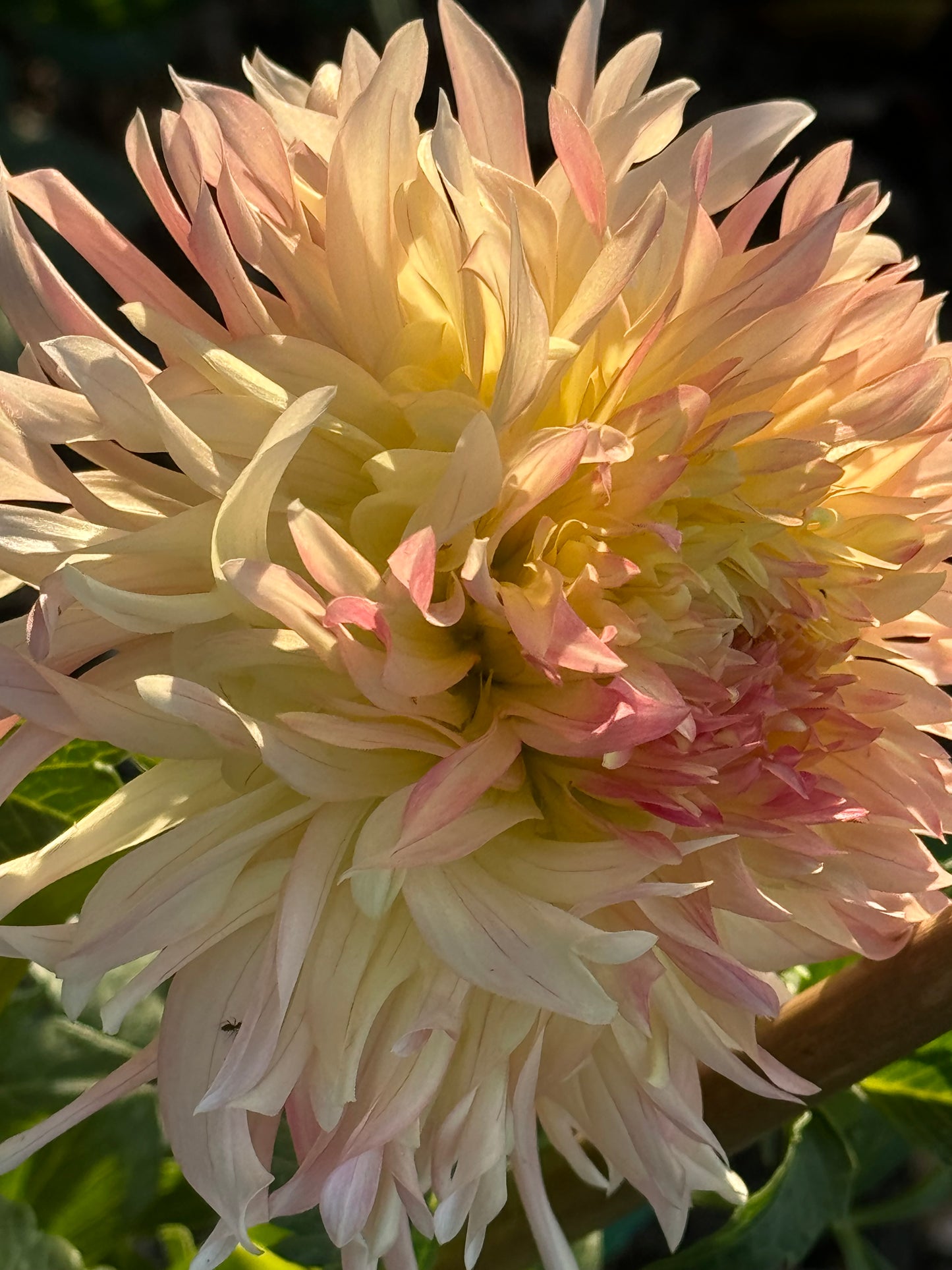 Hapet Champagne Dahlia