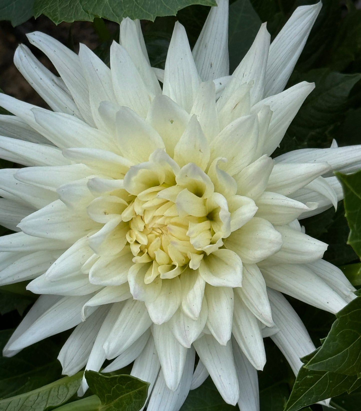 Kenora Clyde Dahlia