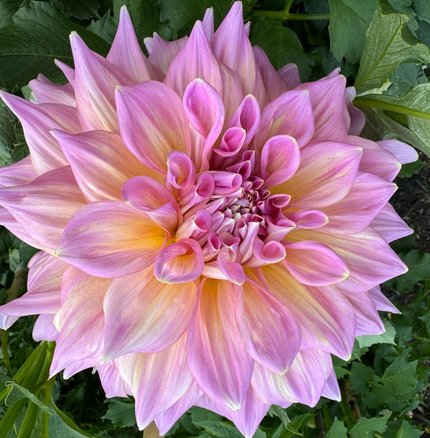 Strawberry Ice Dahlia