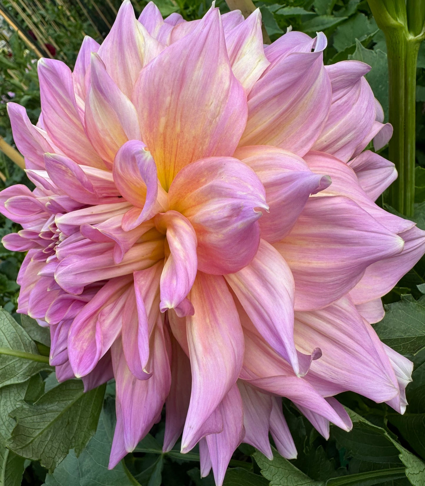 Strawberry Ice Dahlia