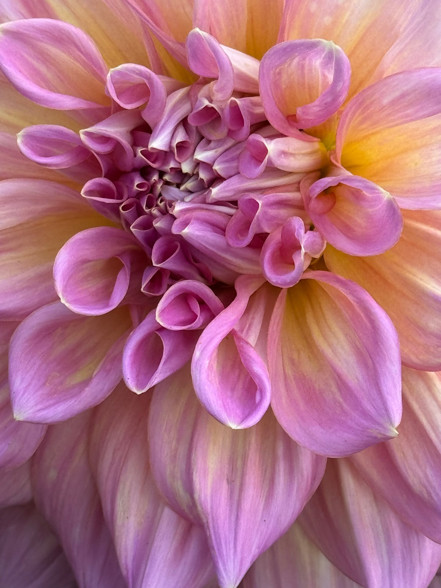 Strawberry Ice Dahlia