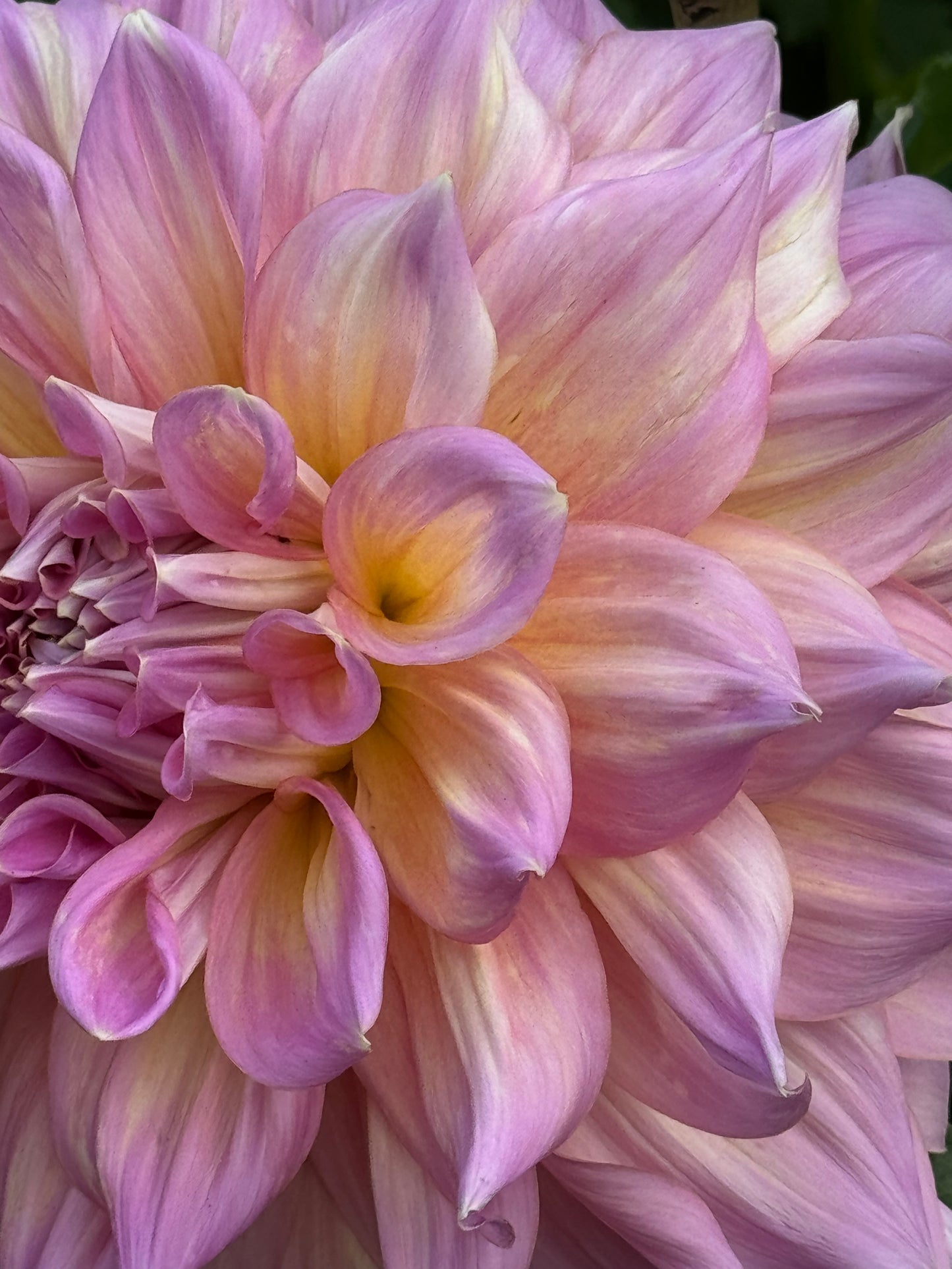 Strawberry Ice Dahlia