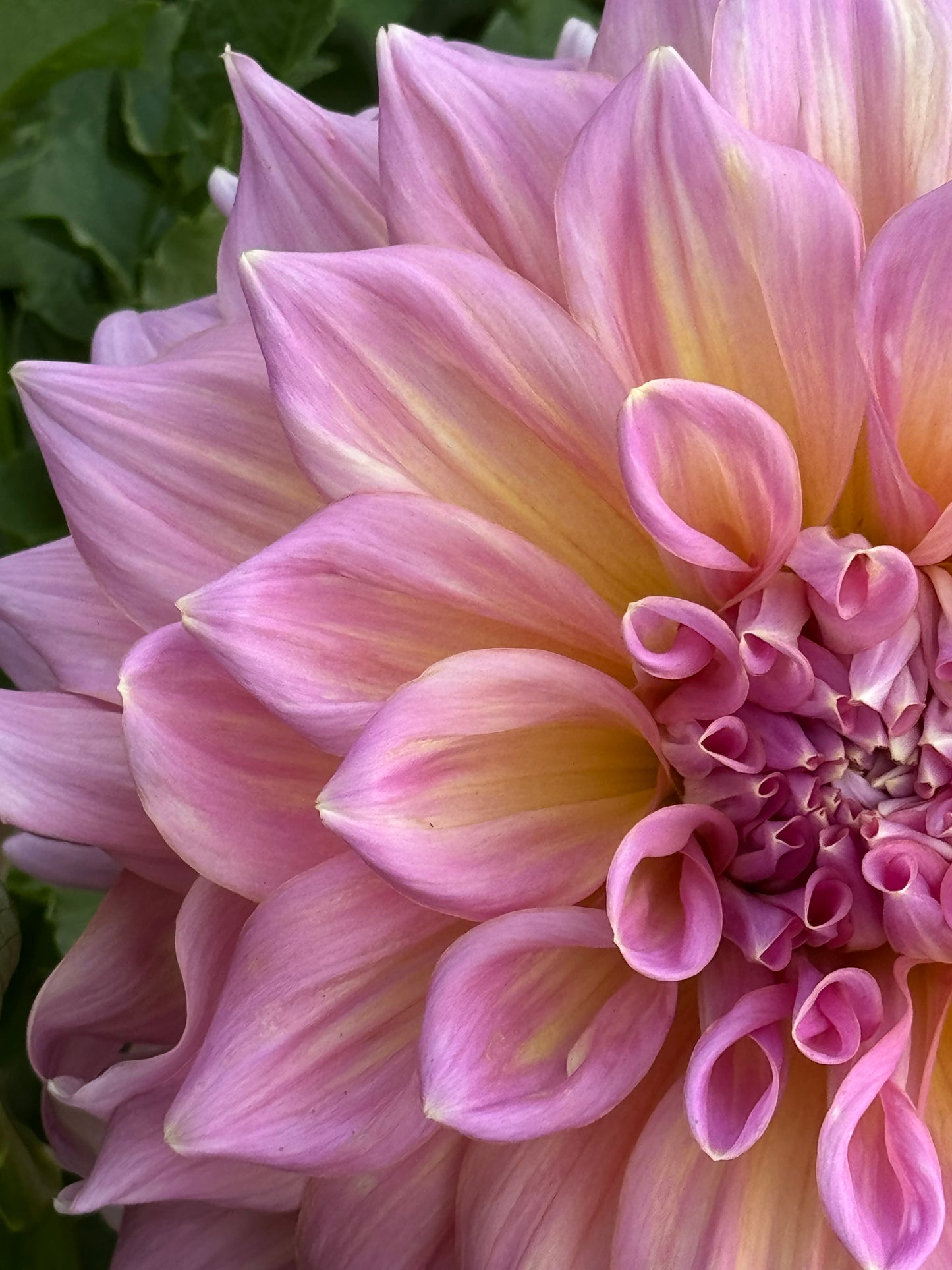 Strawberry Ice Dahlia