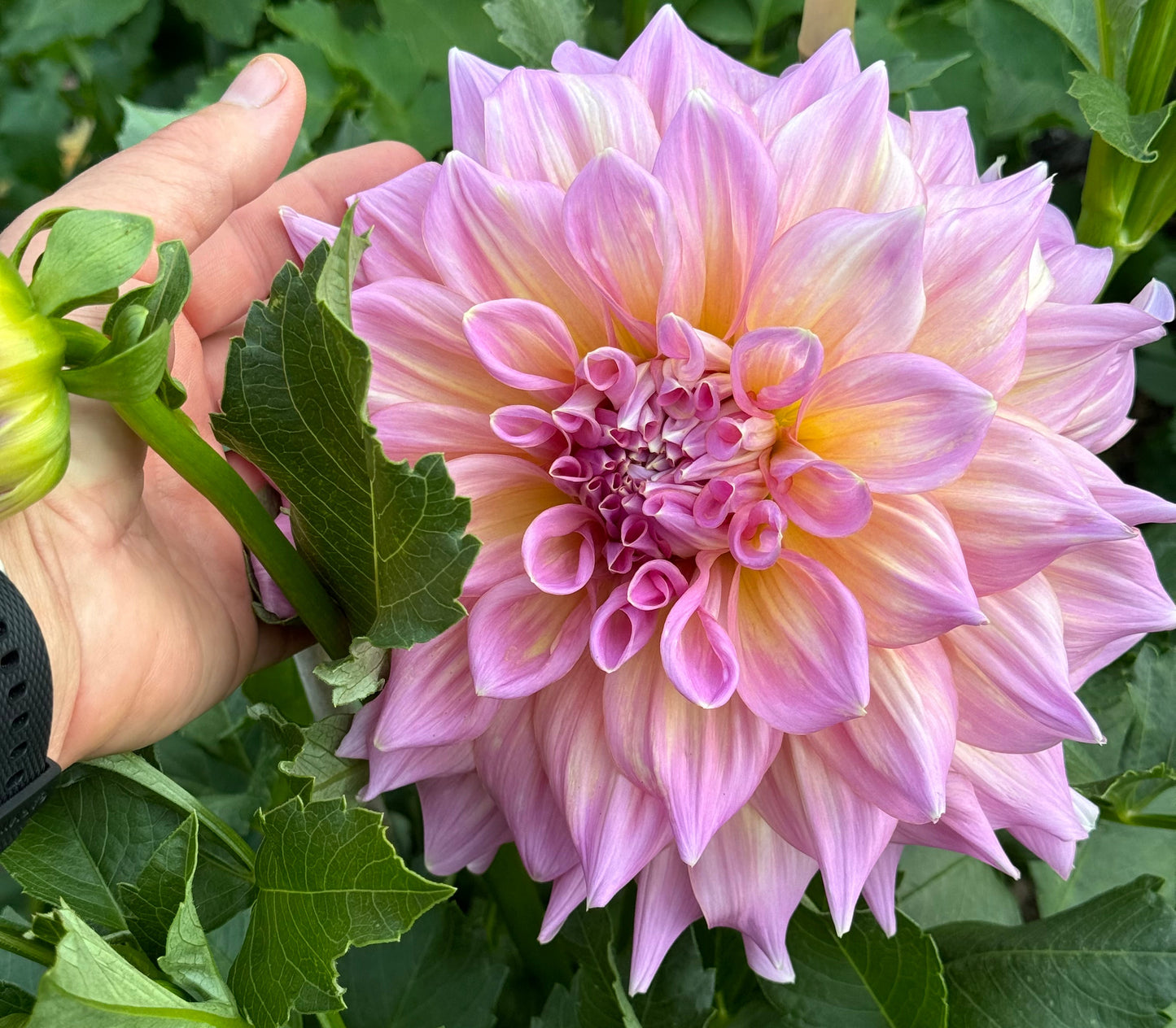 Strawberry Ice Dahlia