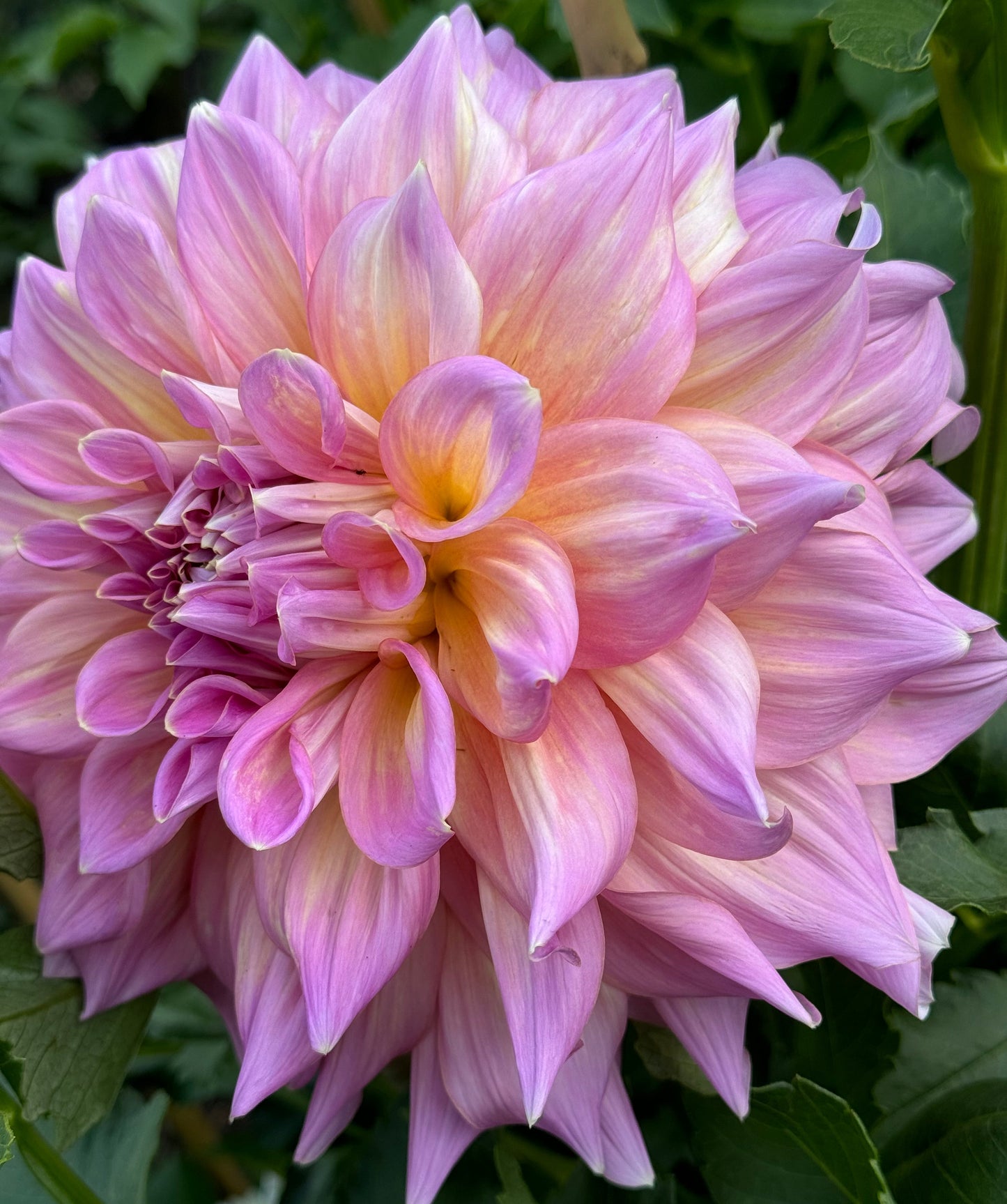 Strawberry Ice Dahlia