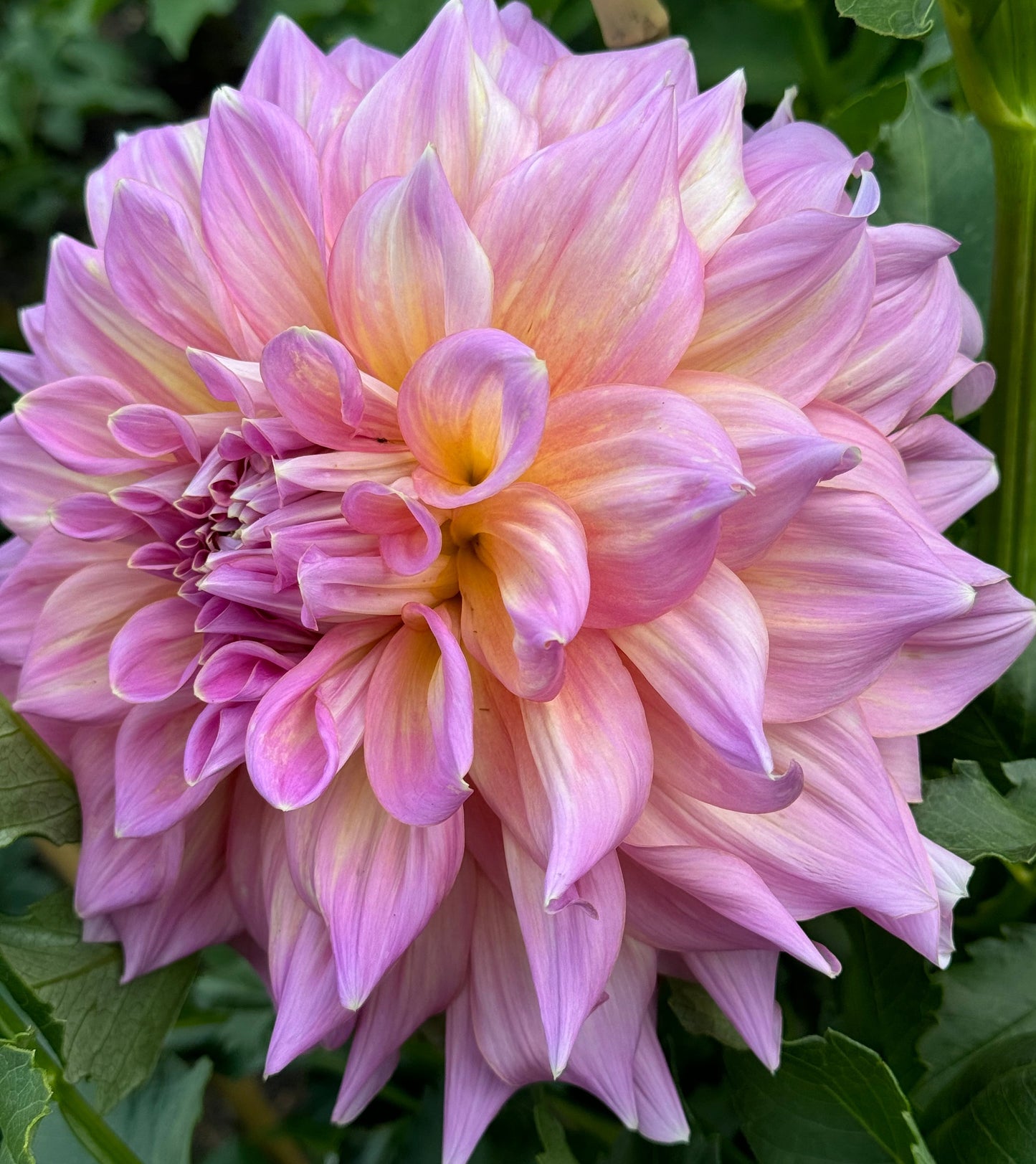 Strawberry Ice Dahlia