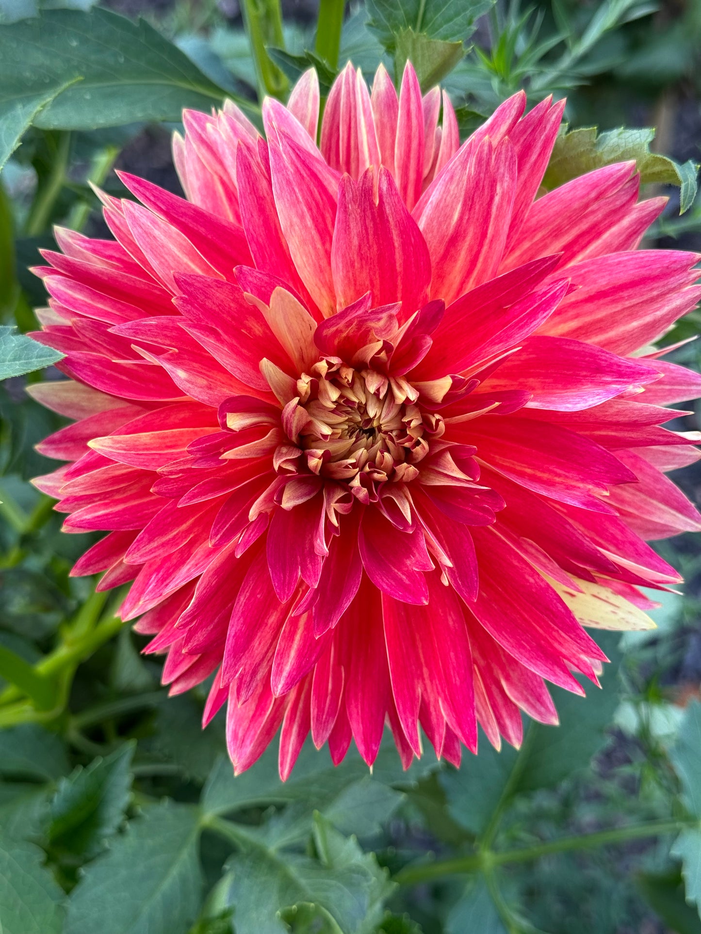 Punking Spice Dahlia