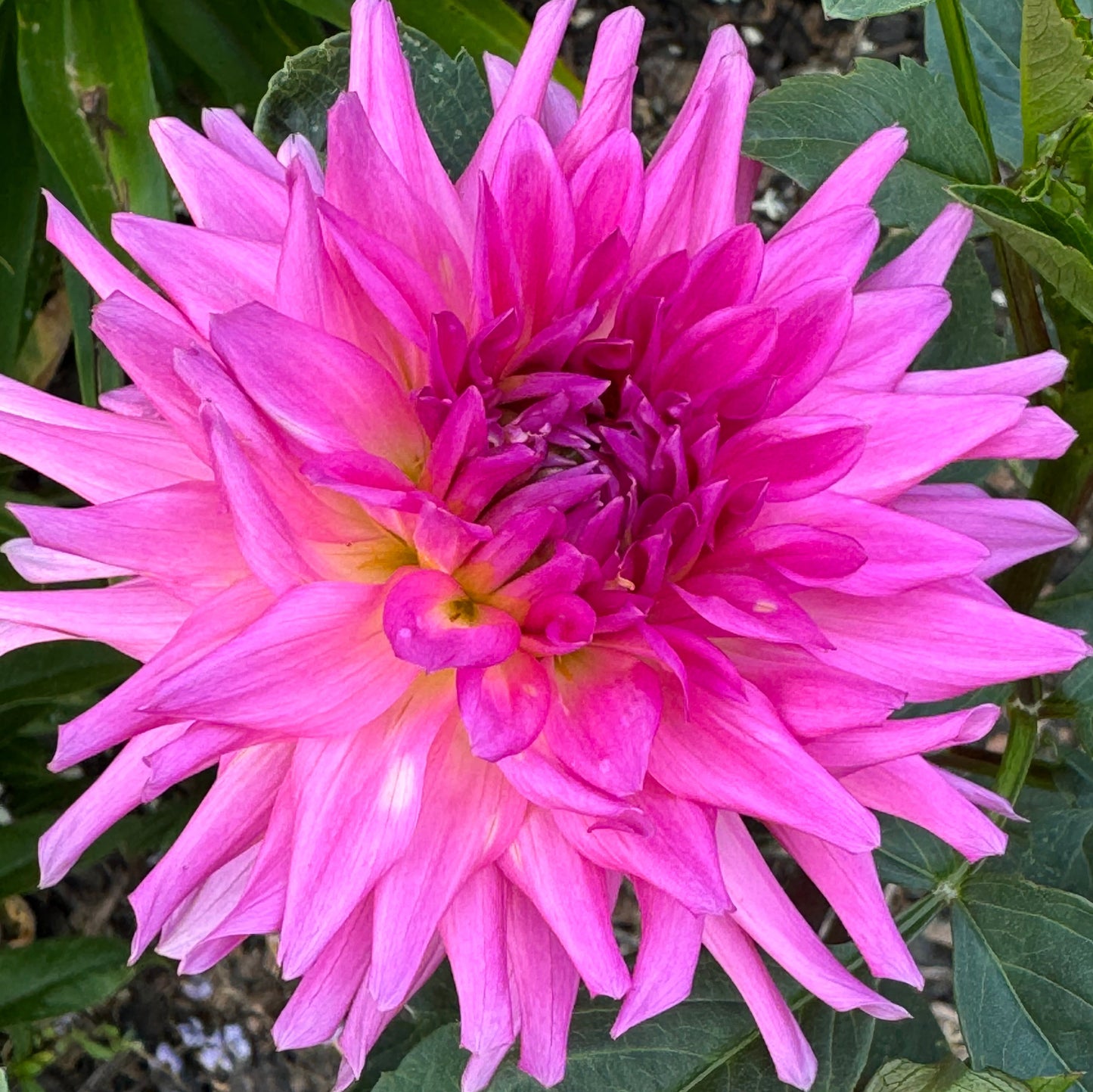 Parkland Rave Dahlia