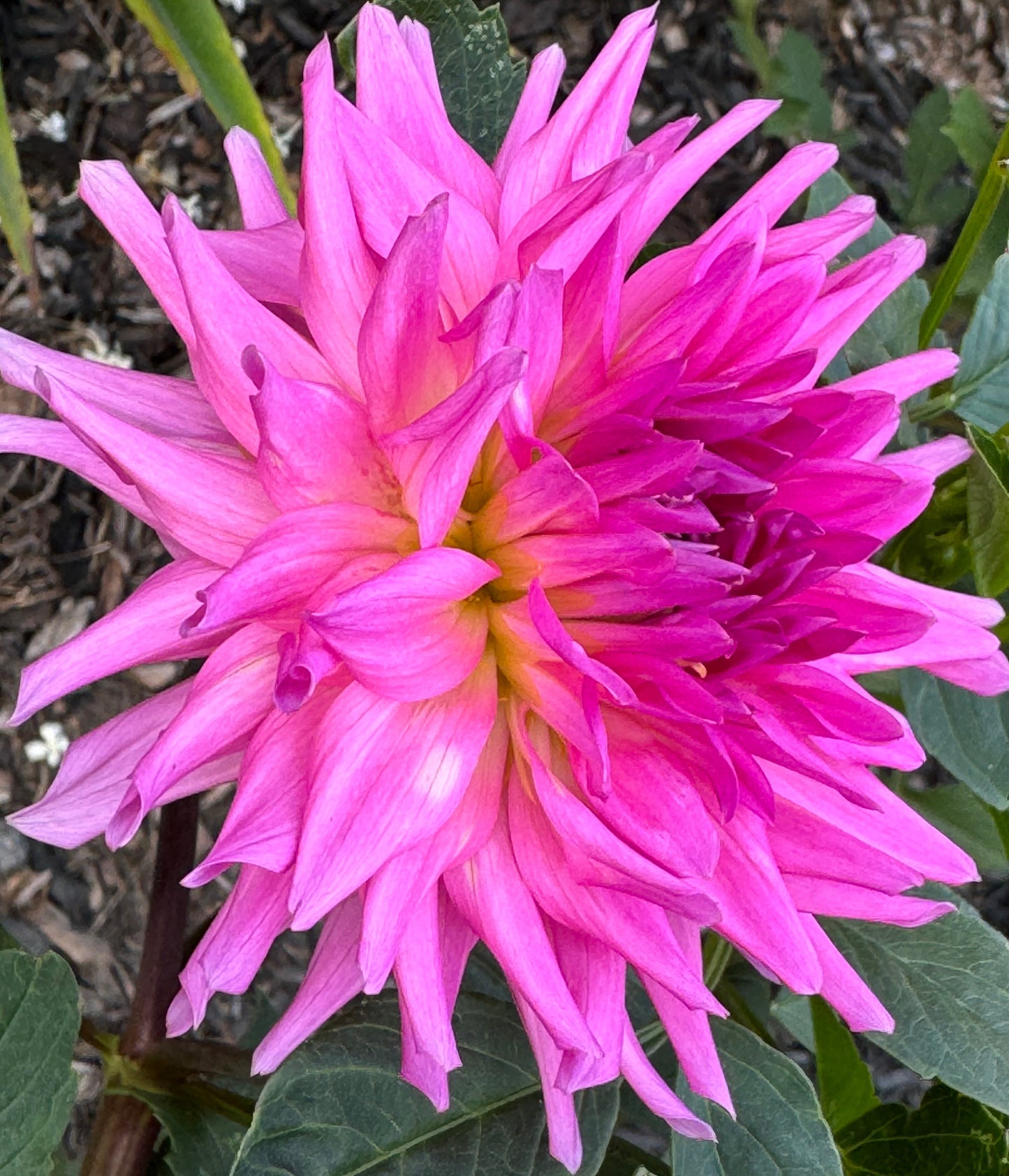 Parkland Rave Dahlia