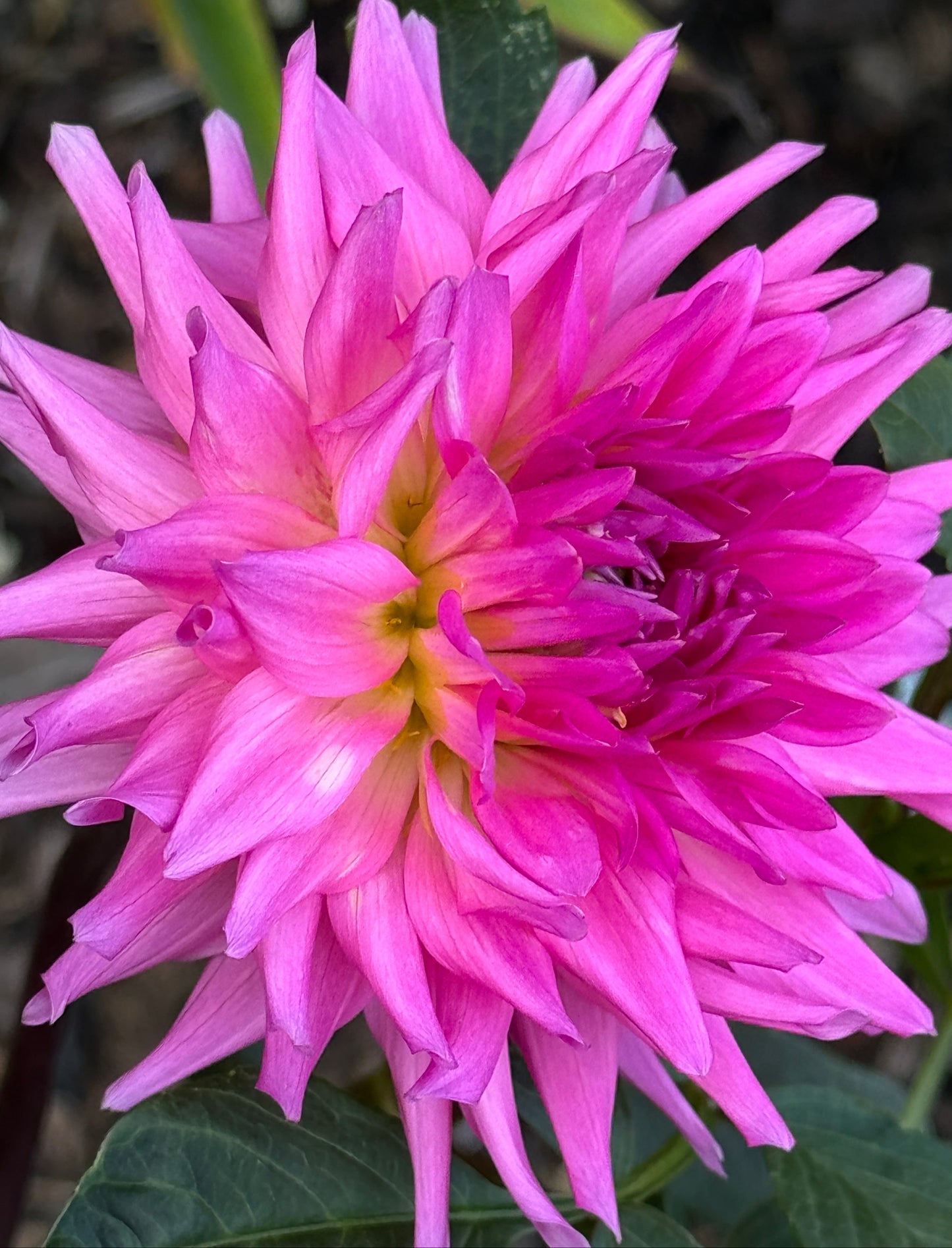 Parkland Rave Dahlia