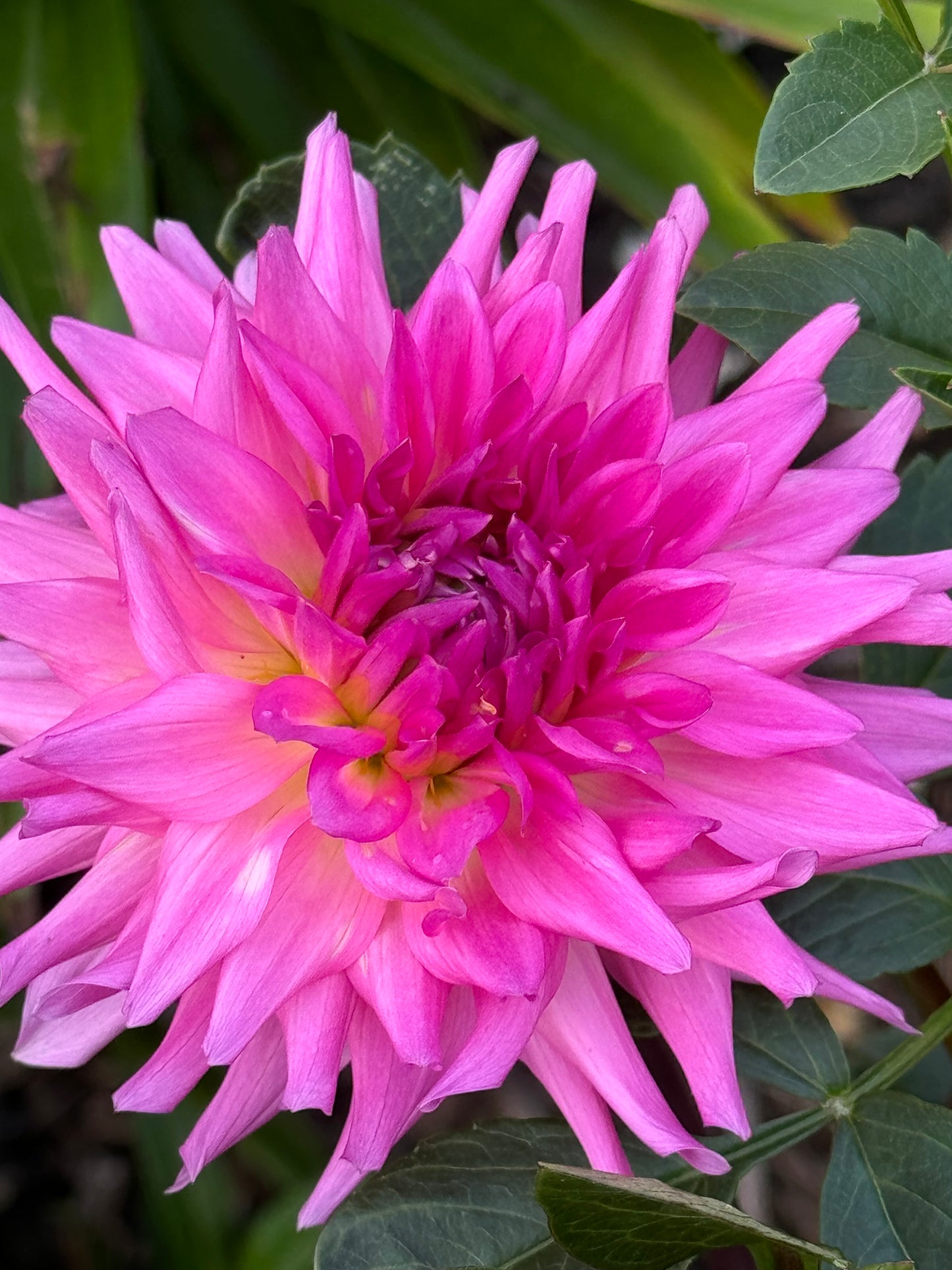 Parkland Rave Dahlia