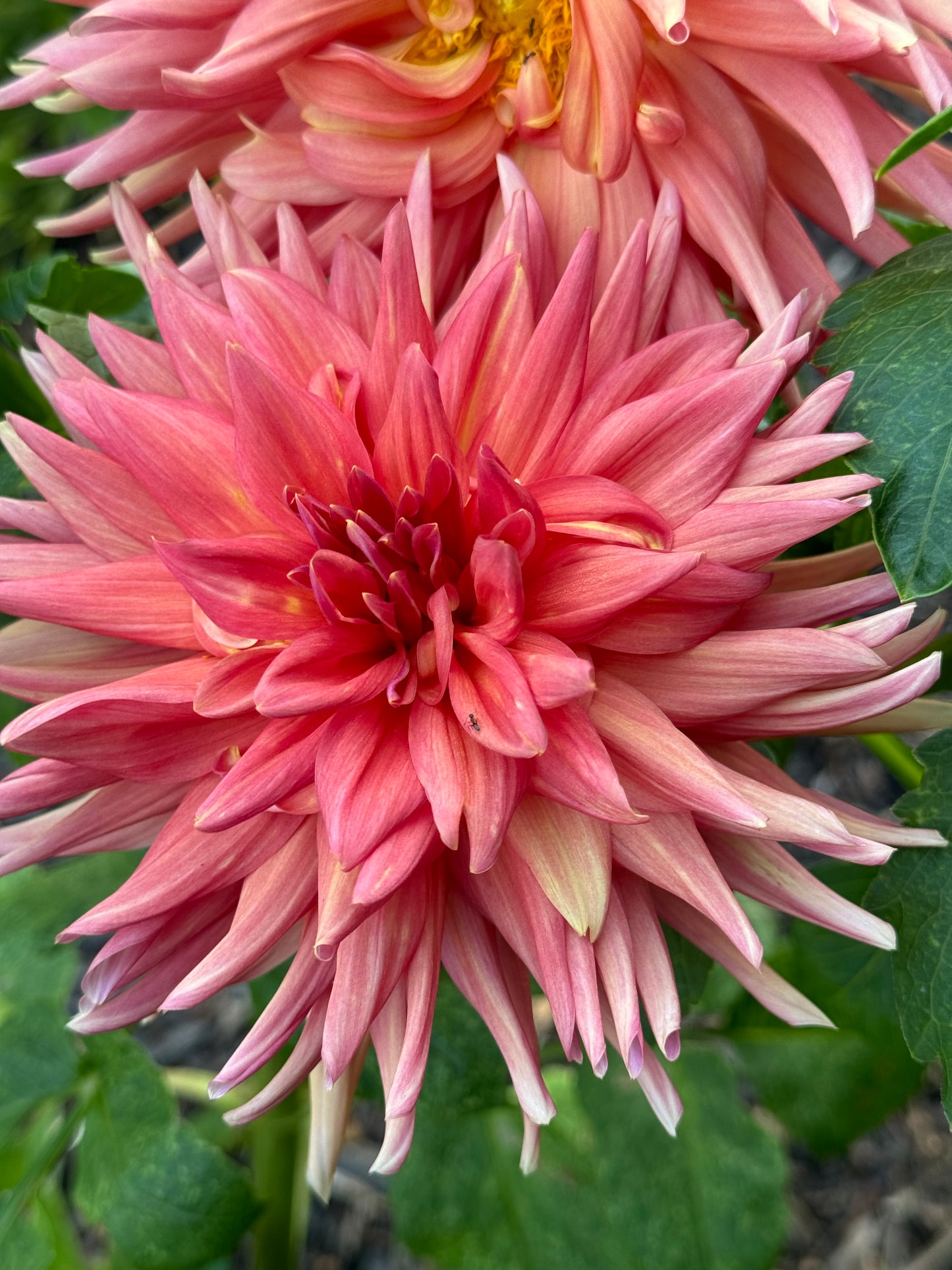 Gay Triumph Dahlia