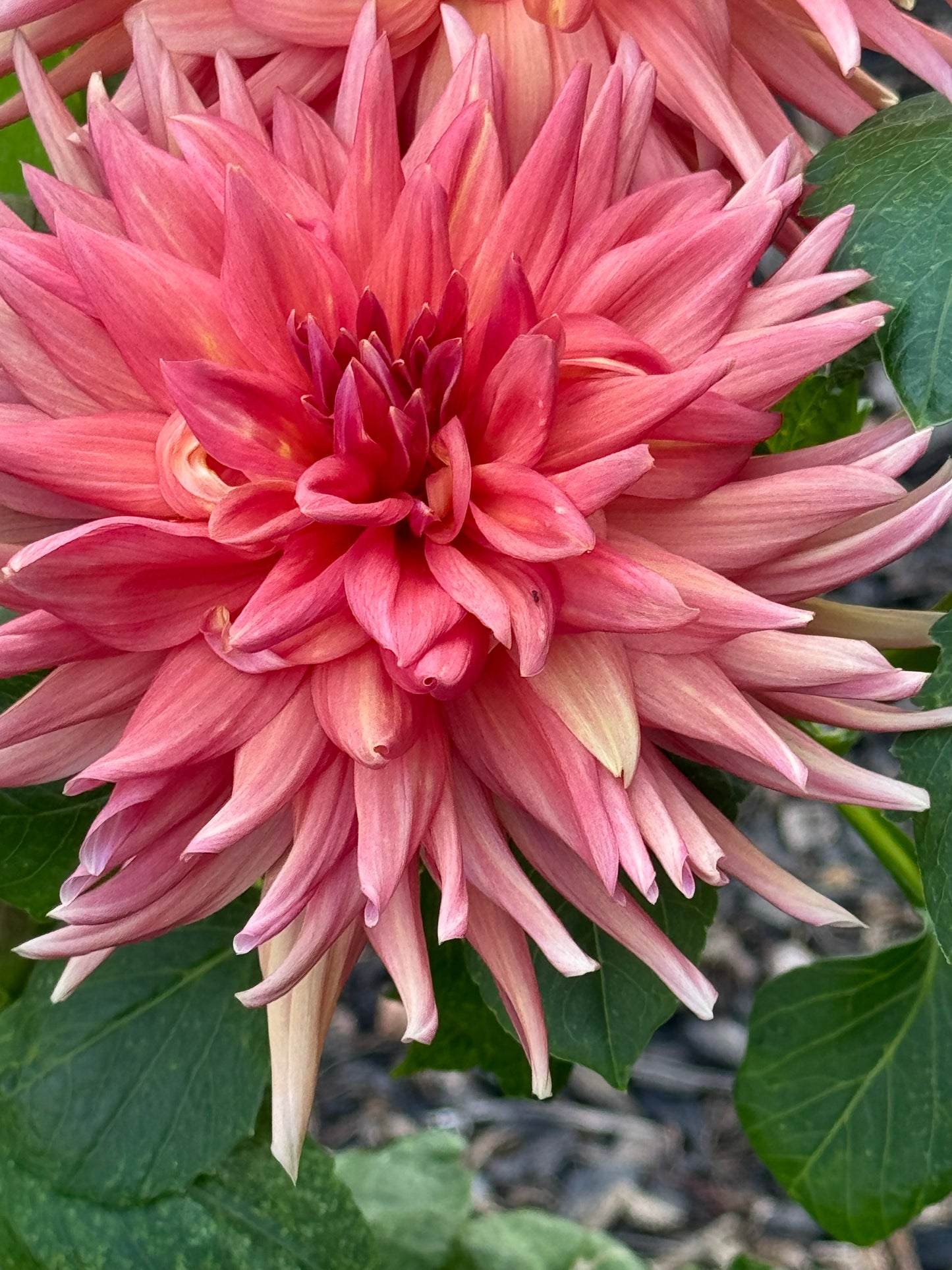 Gay Triumph Dahlia