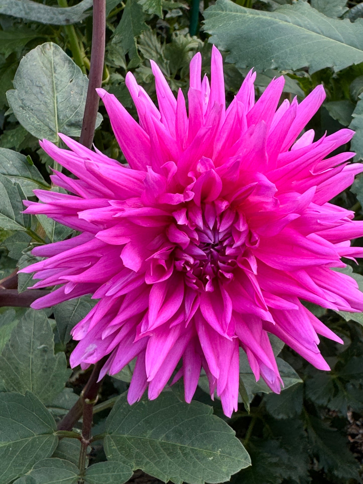 Bloomquist Laura Dahlia