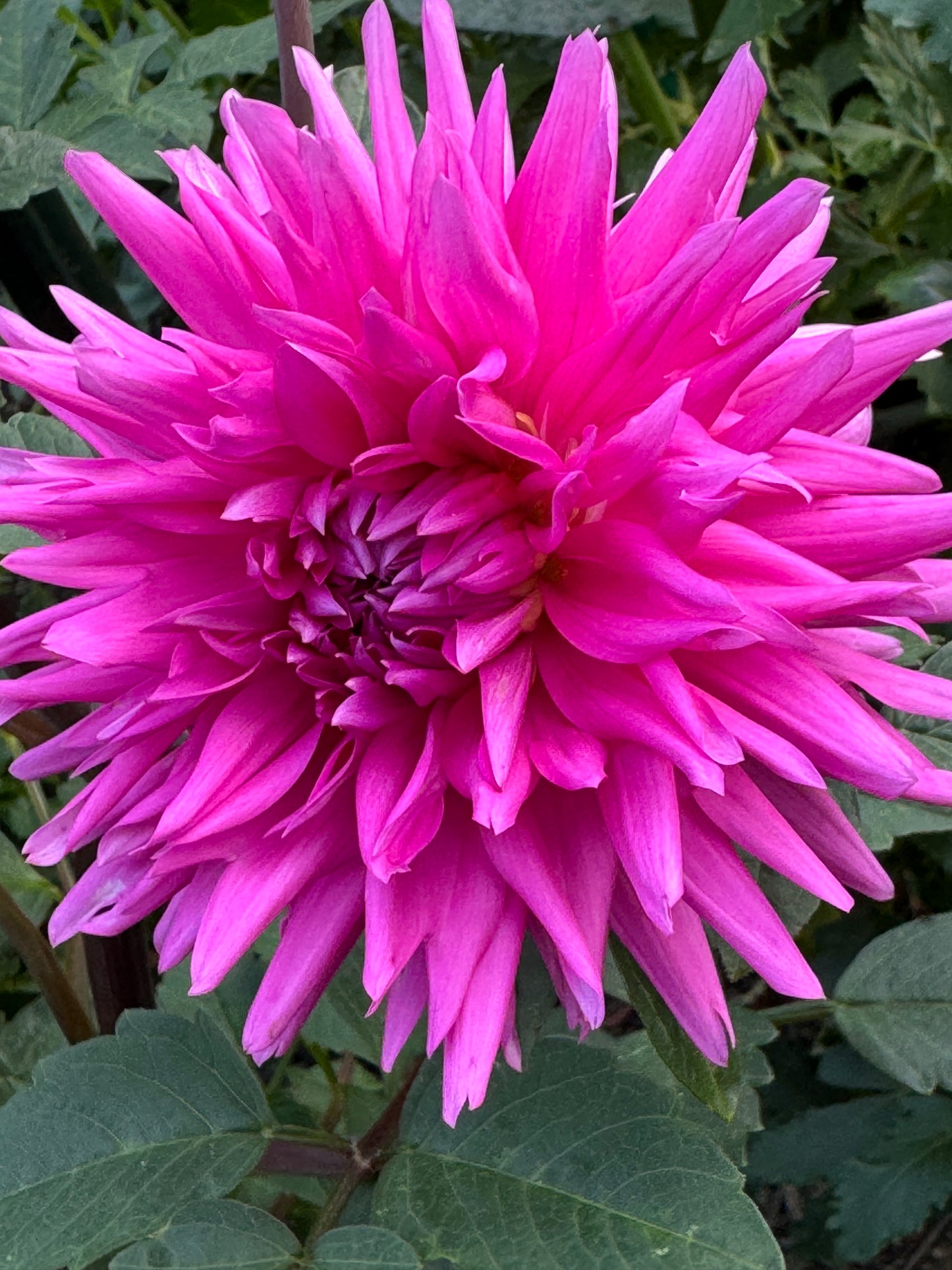 Bloomquist Laura Dahlia