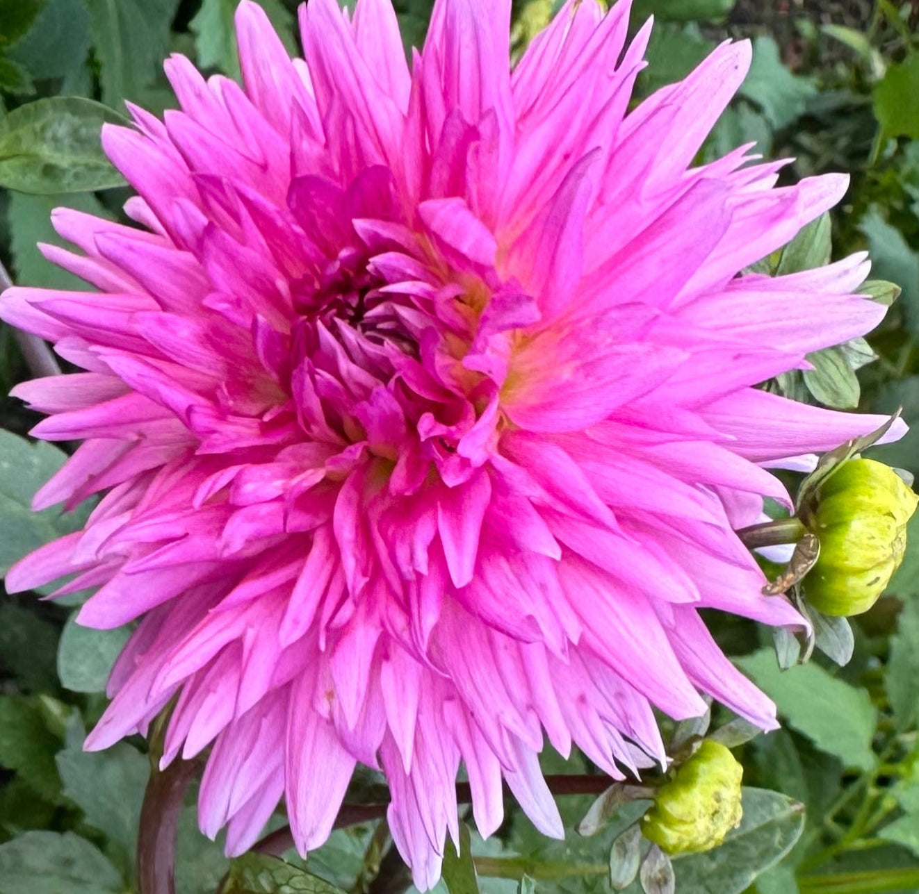 Bloomquist Laura Dahlia