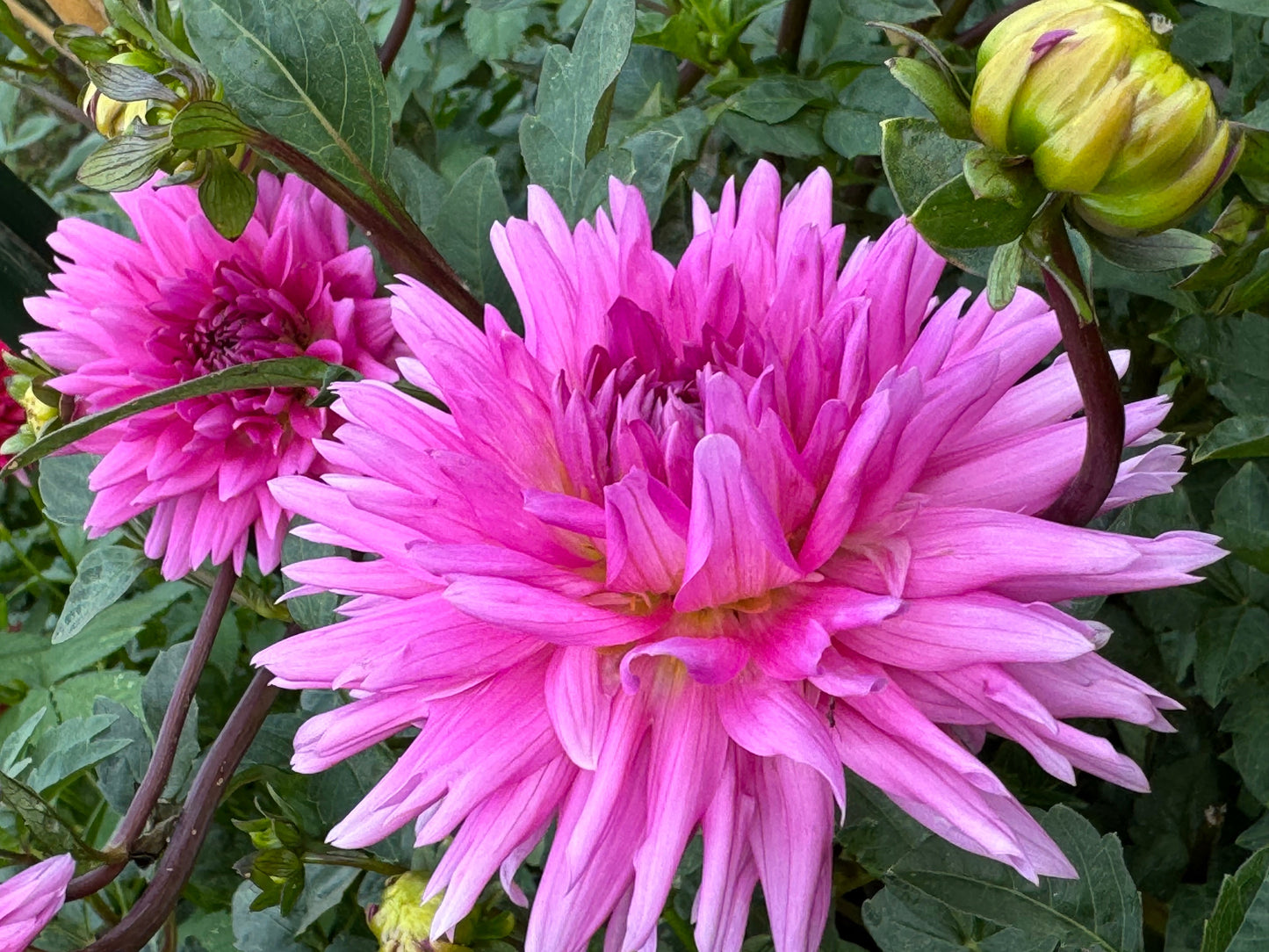 Bloomquist Laura Dahlia