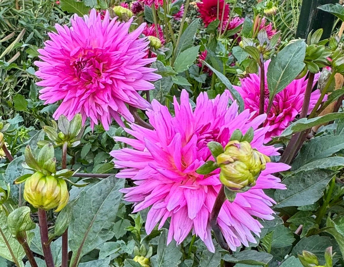 Bloomquist Laura Dahlia