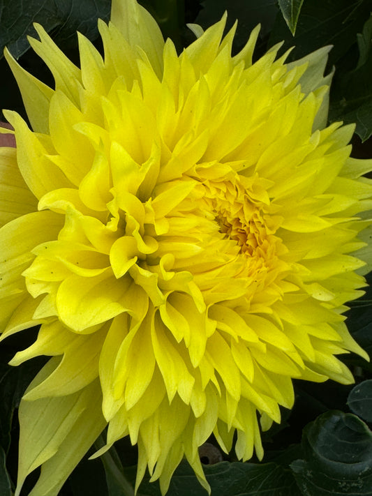 Sandia Fluffy Dahlia