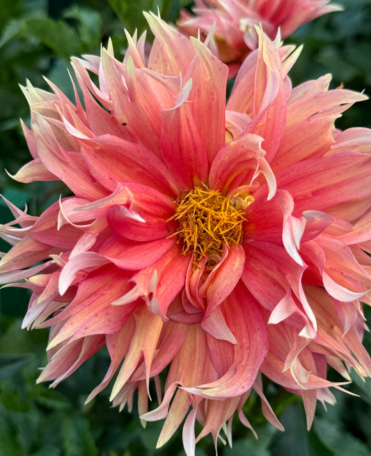 Ginger Crush Dahlia