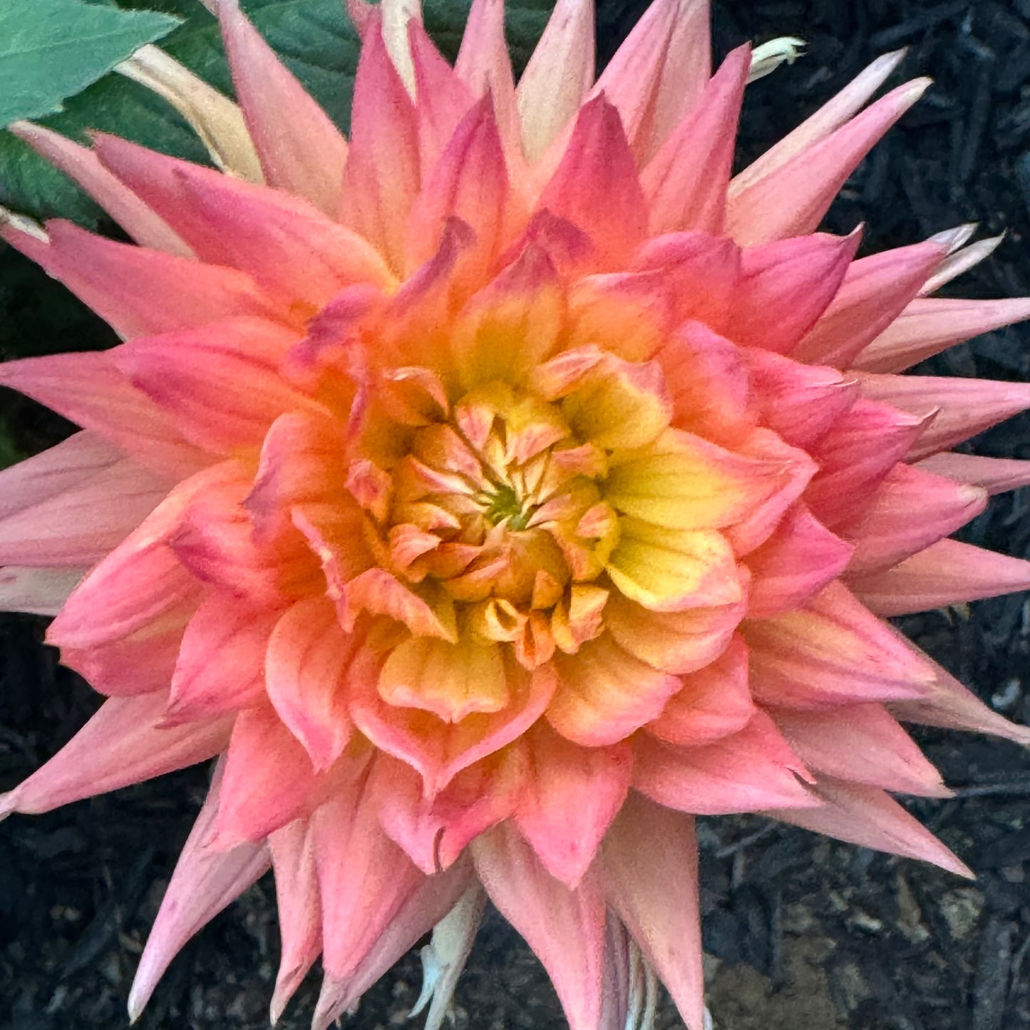 Bloomquist Beta Dahlia