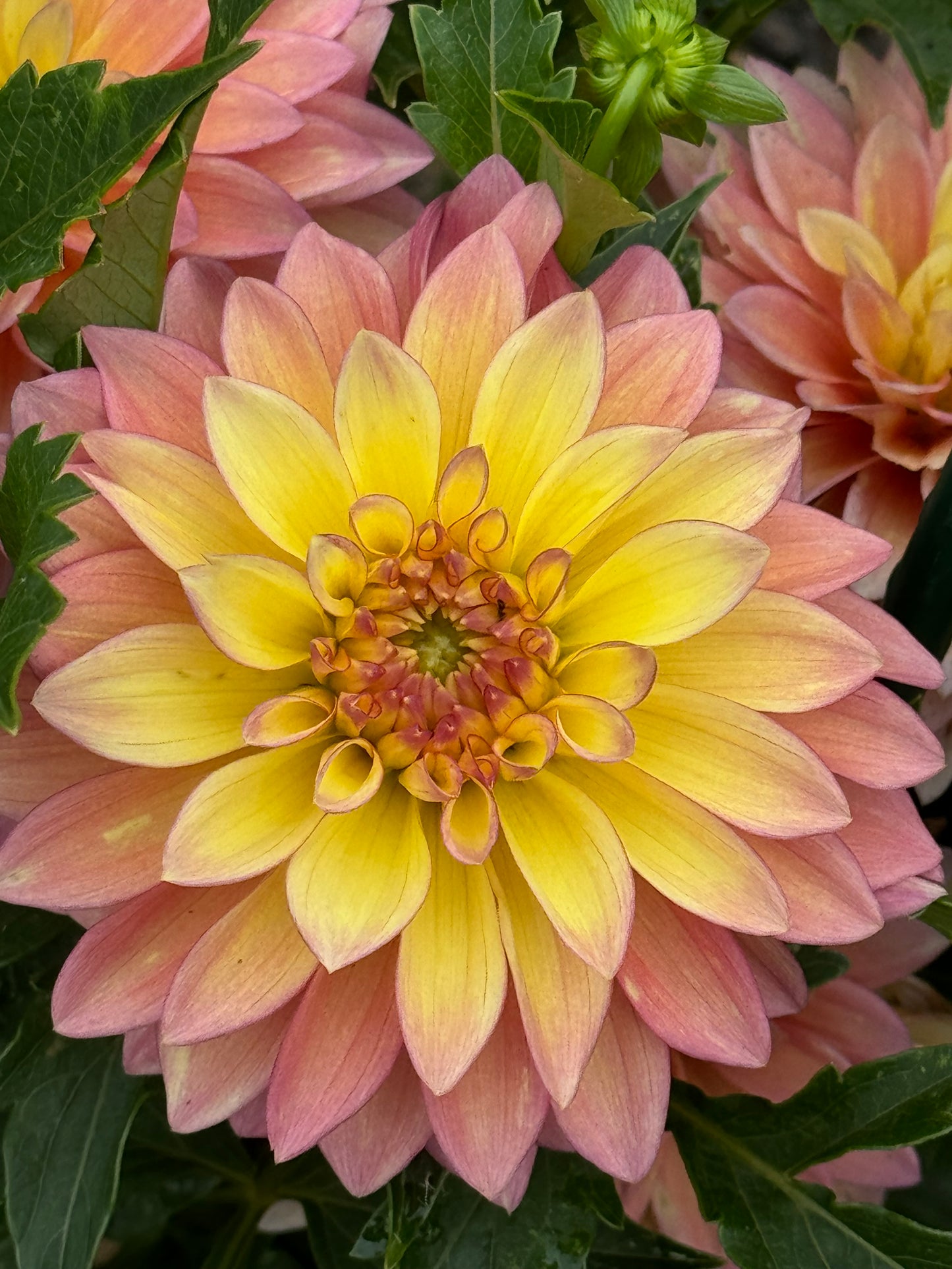 Bloomquist Vigor Dahlia