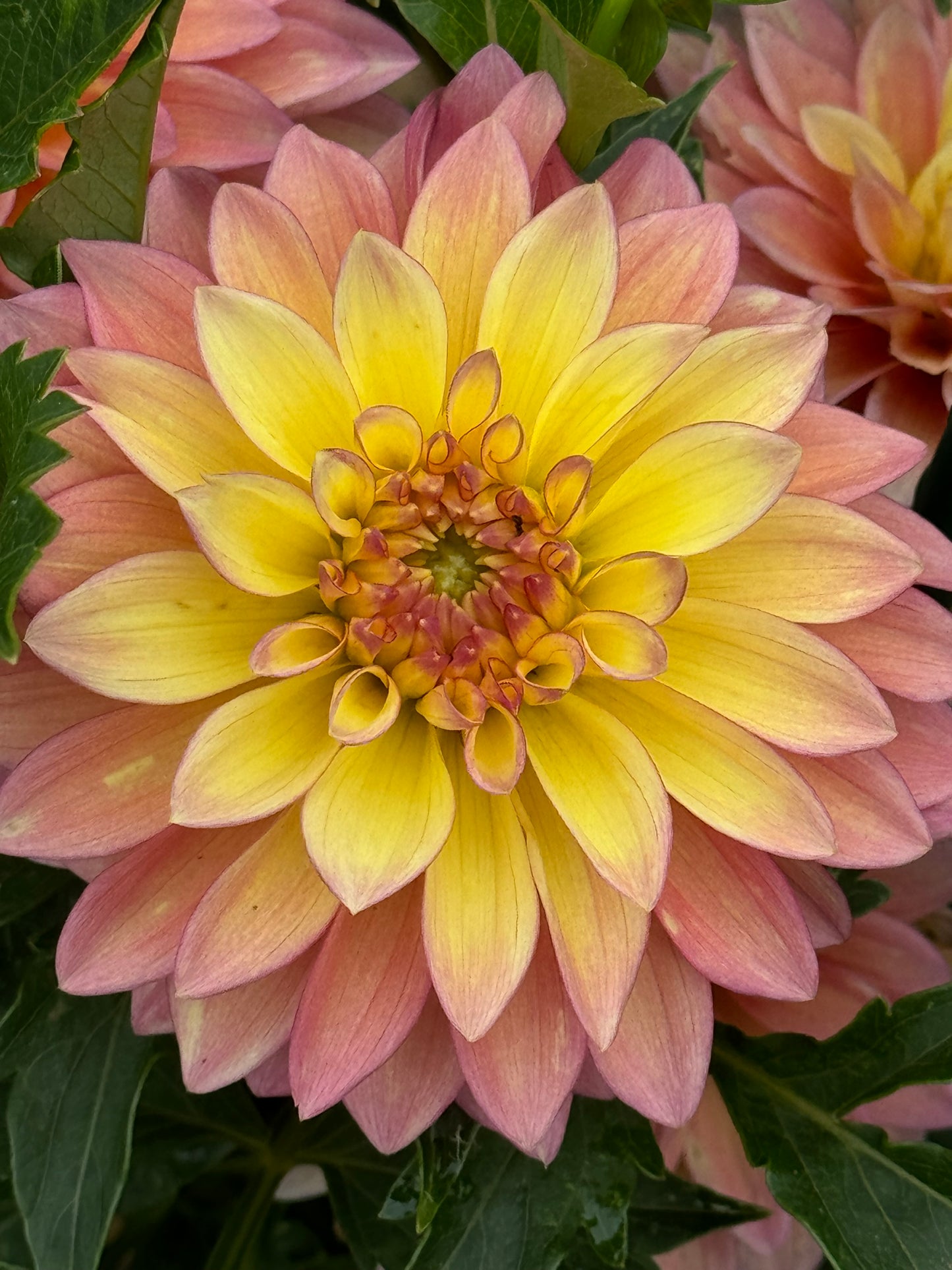 Bloomquist Vigor Dahlia