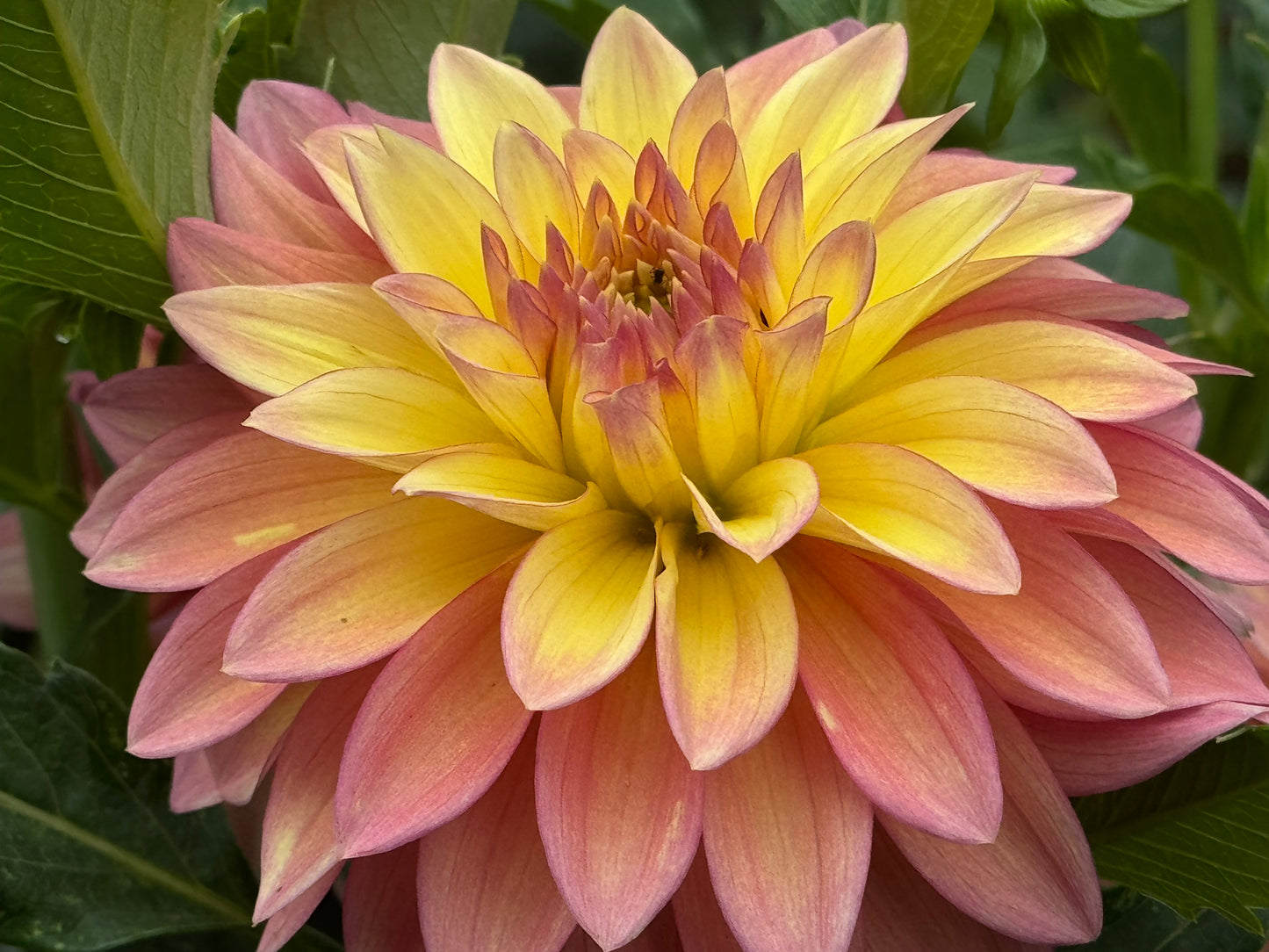 Bloomquist Vigor Dahlia