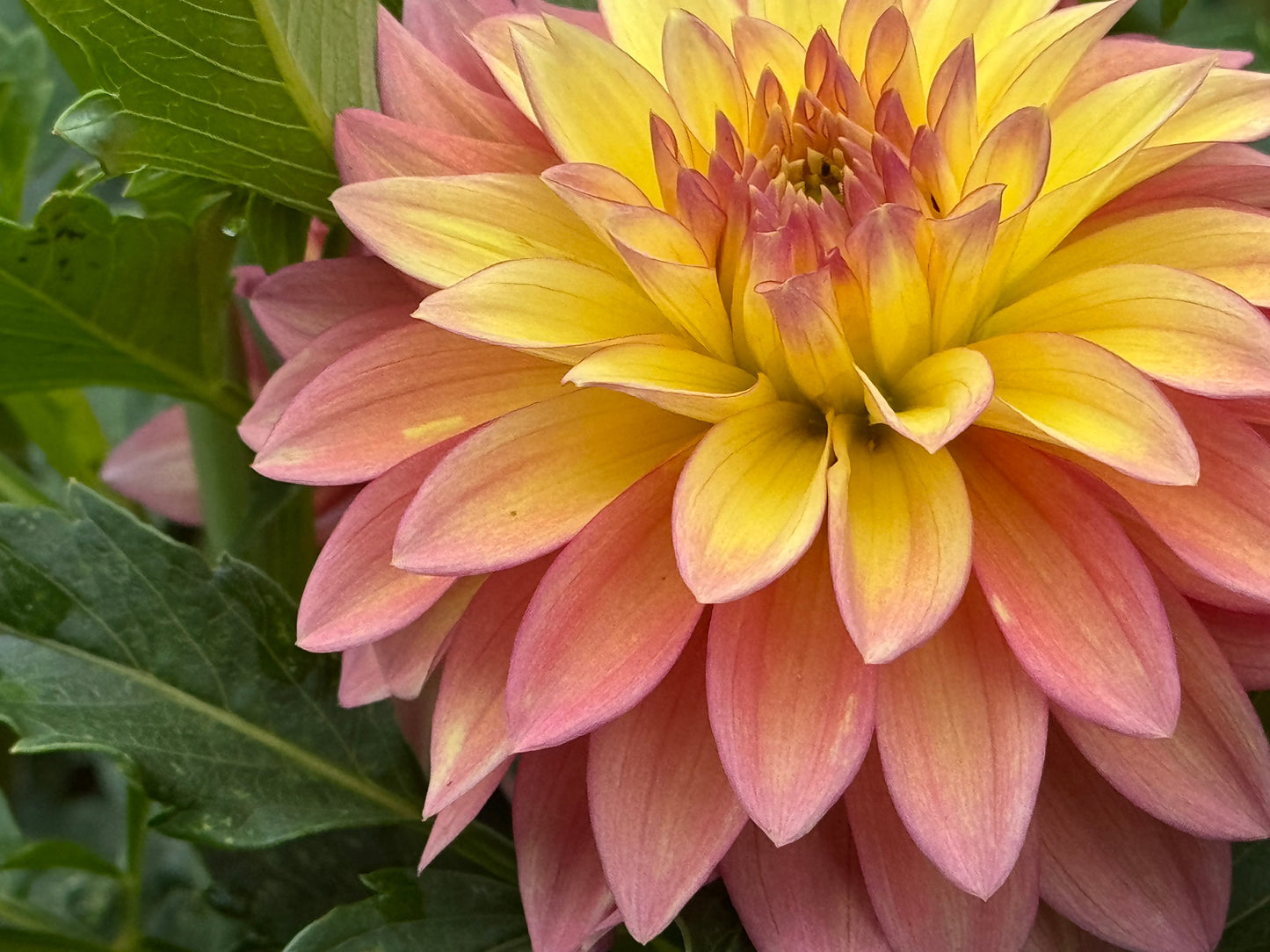 Bloomquist Vigor Dahlia