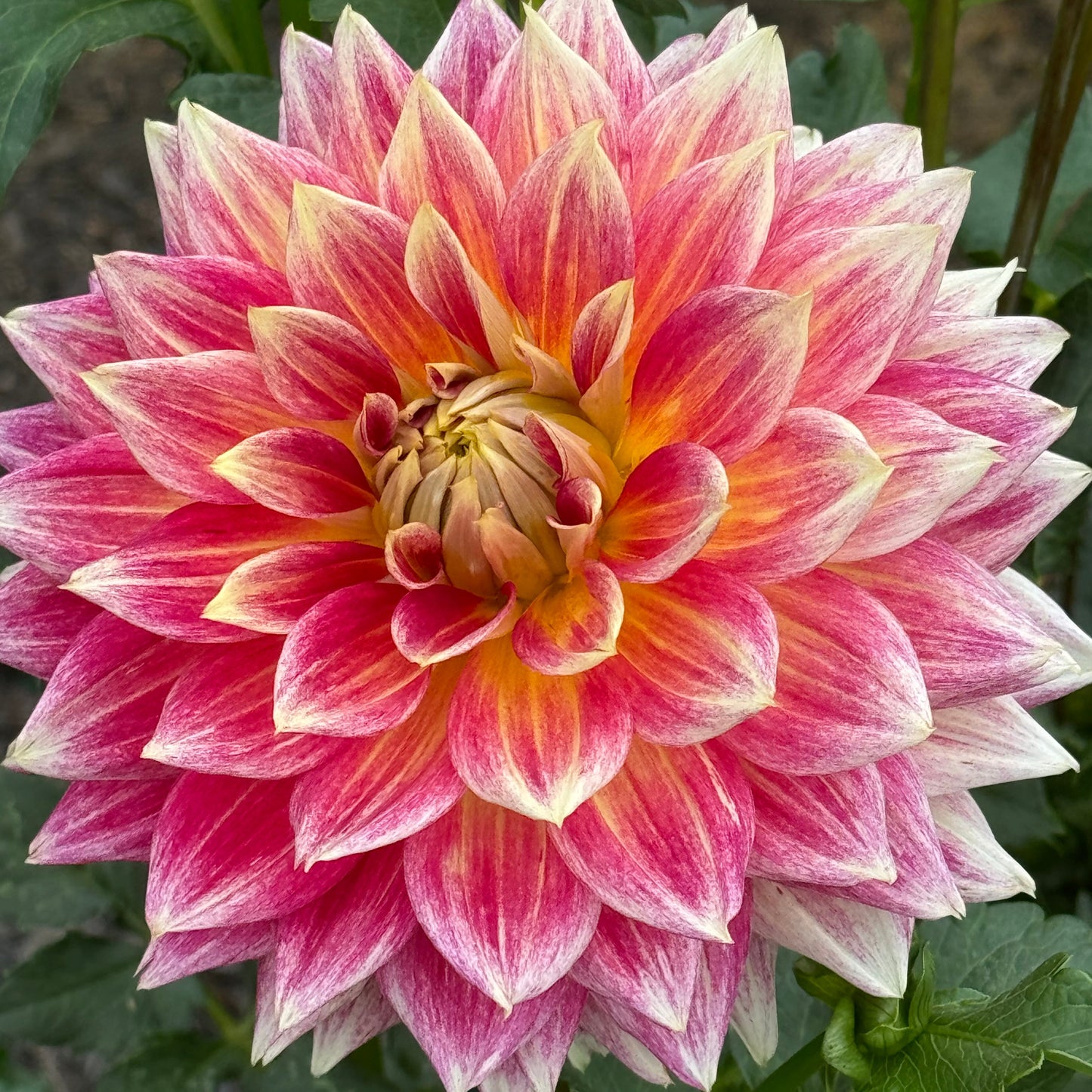 Temple of Beauty Dahlia