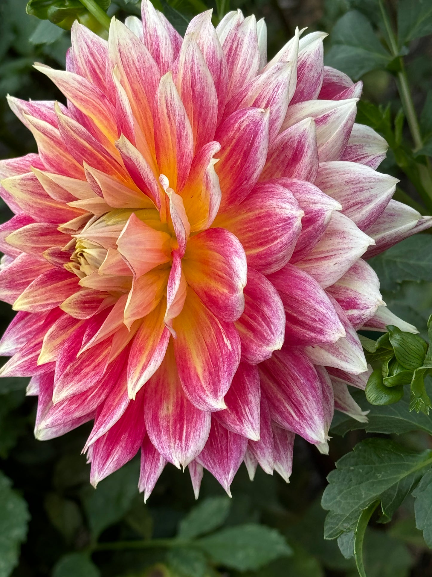 Temple of Beauty Dahlia