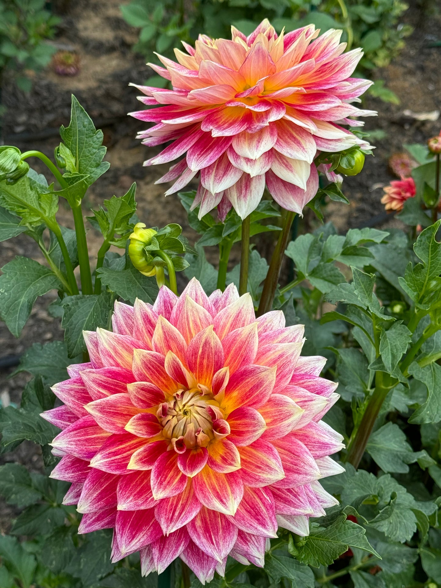 Temple of Beauty Dahlia