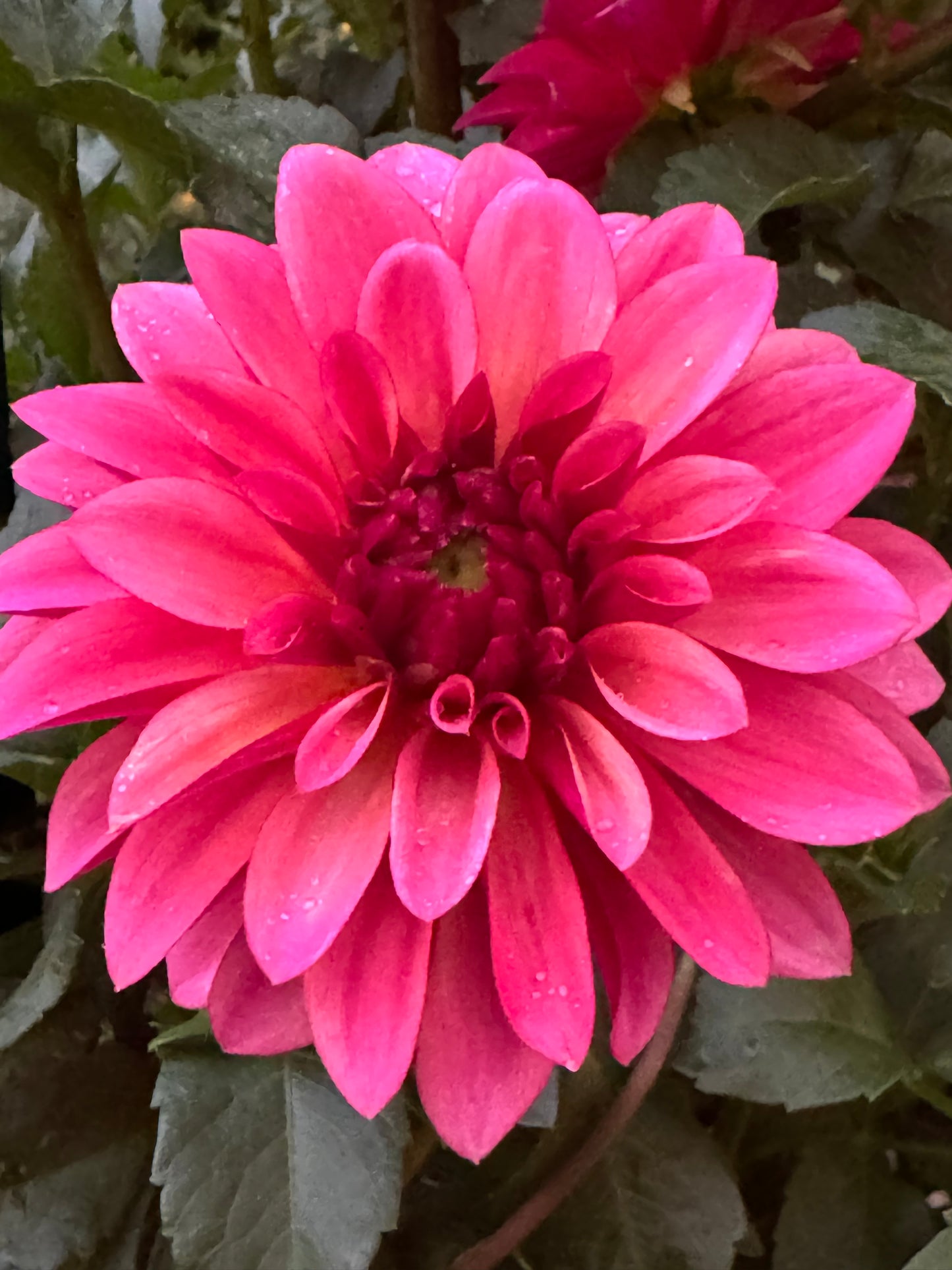 Stillwater Becky Dahlia