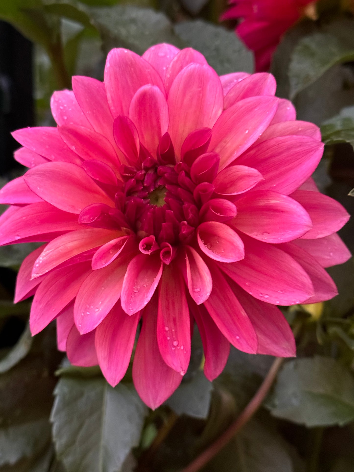 Stillwater Becky Dahlia
