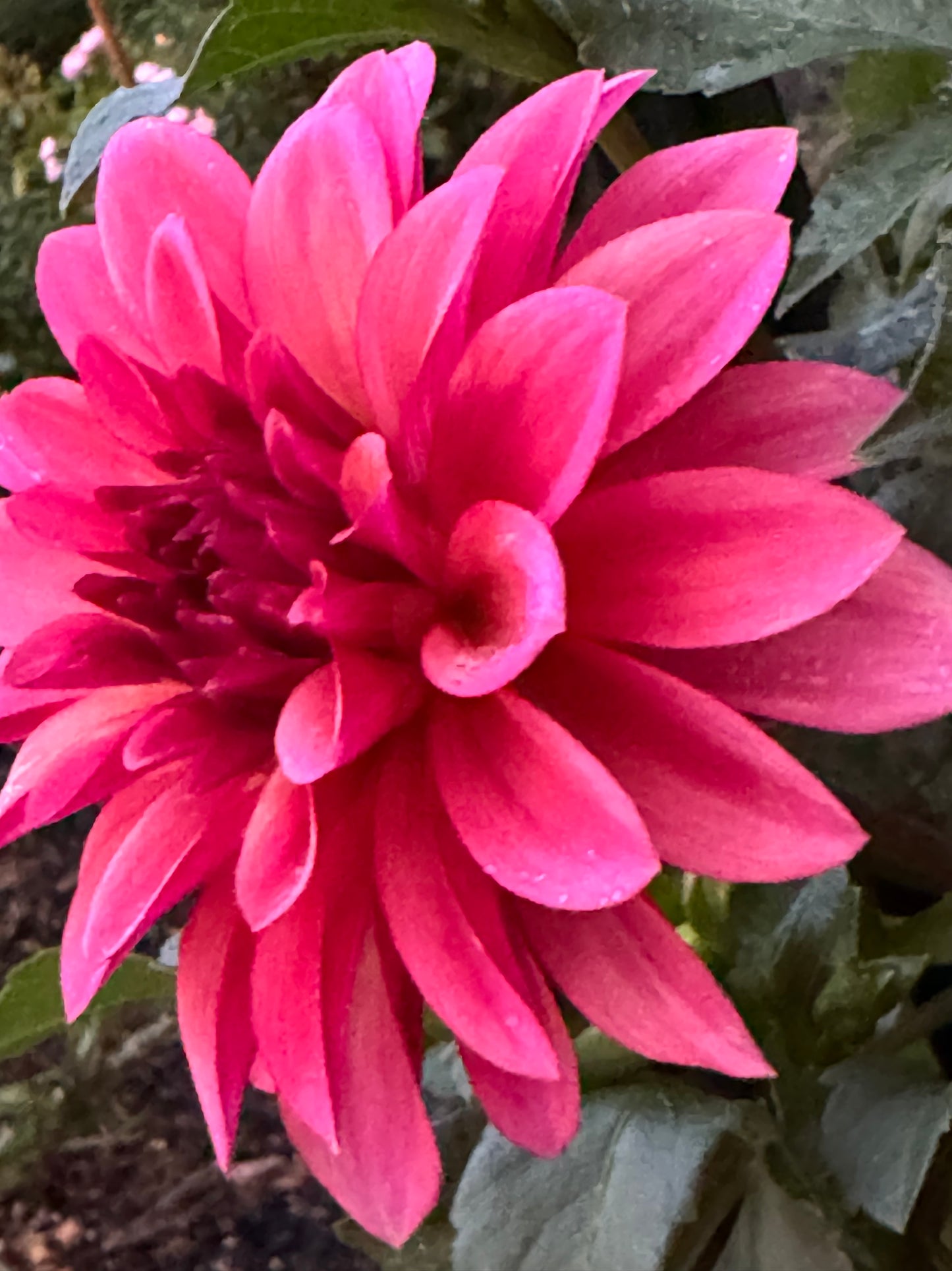 Stillwater Becky Dahlia