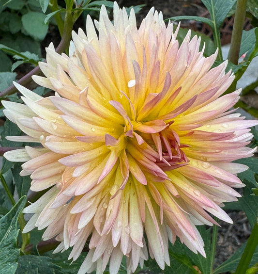 Lakeview Peach Fuzz Dahlia