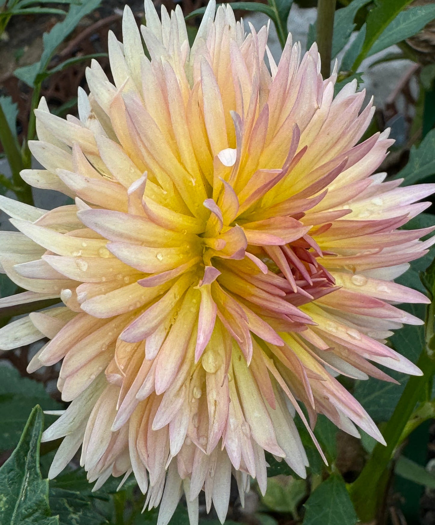 Lakeview Peach Fuzz Dahlia