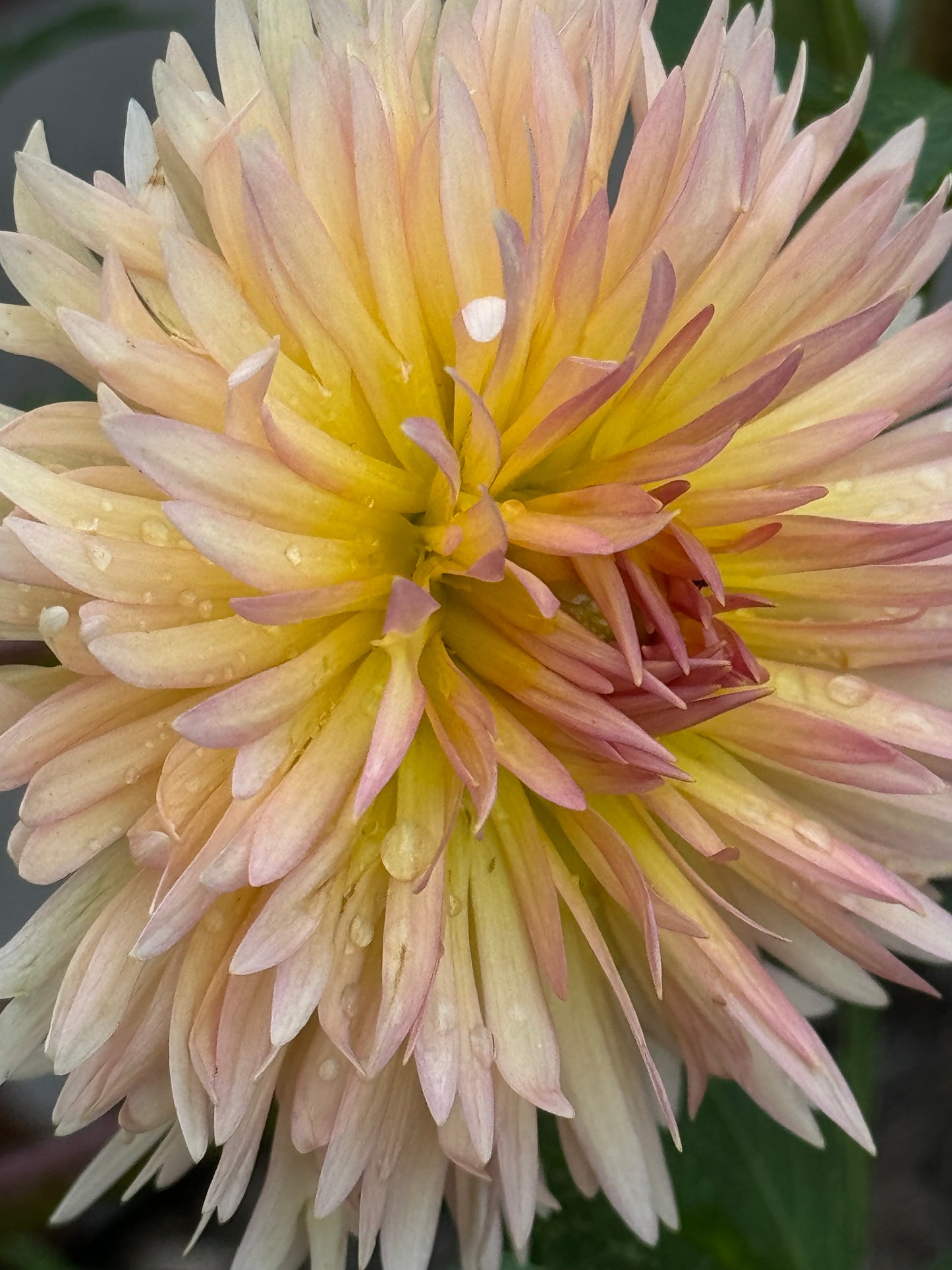 Lakeview Peach Fuzz Dahlia