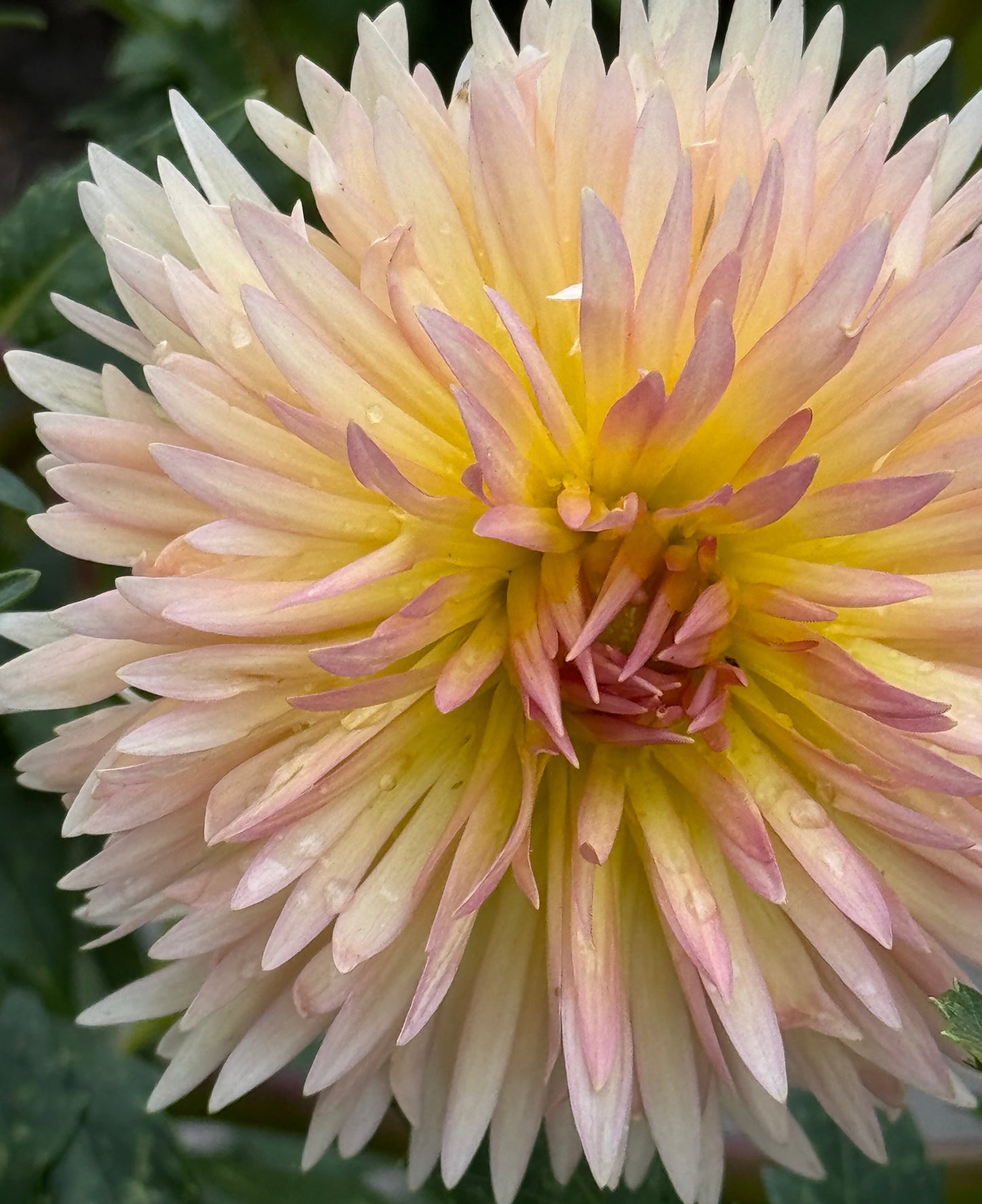 Lakeview Peach Fuzz Dahlia