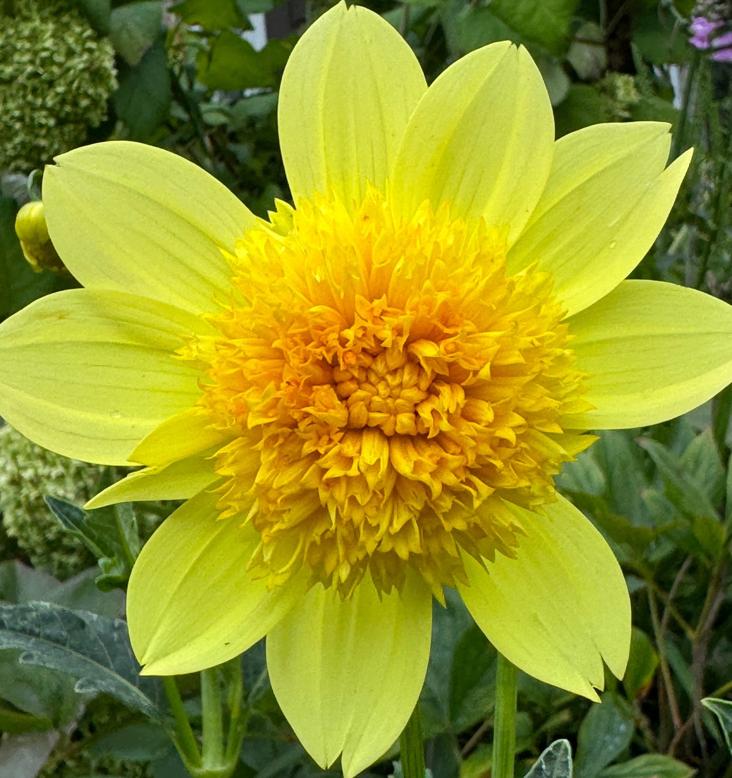 Sandia Sunbonnet Dahlia