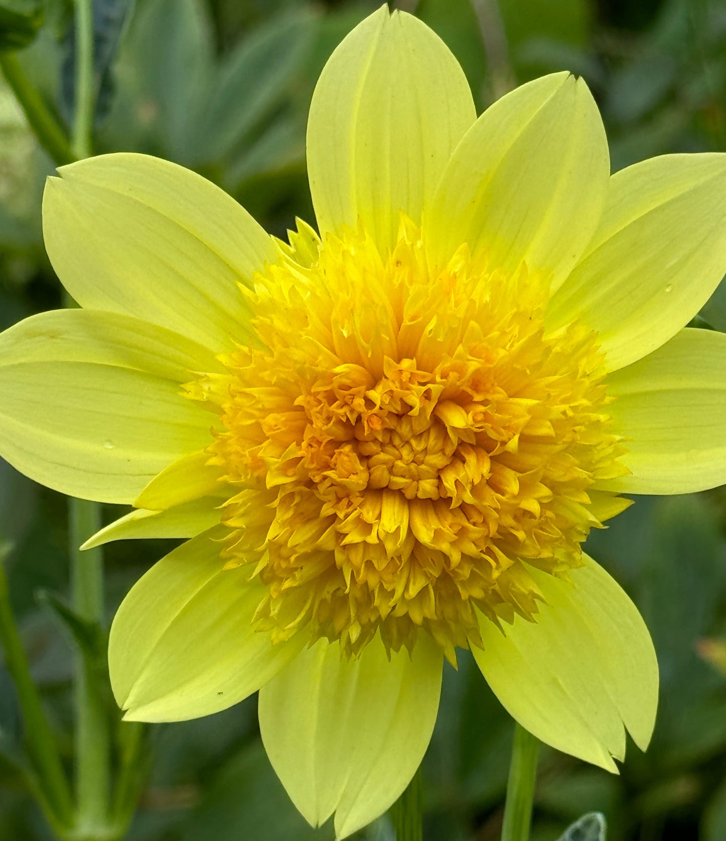 Sandia Sunbonnet Dahlia