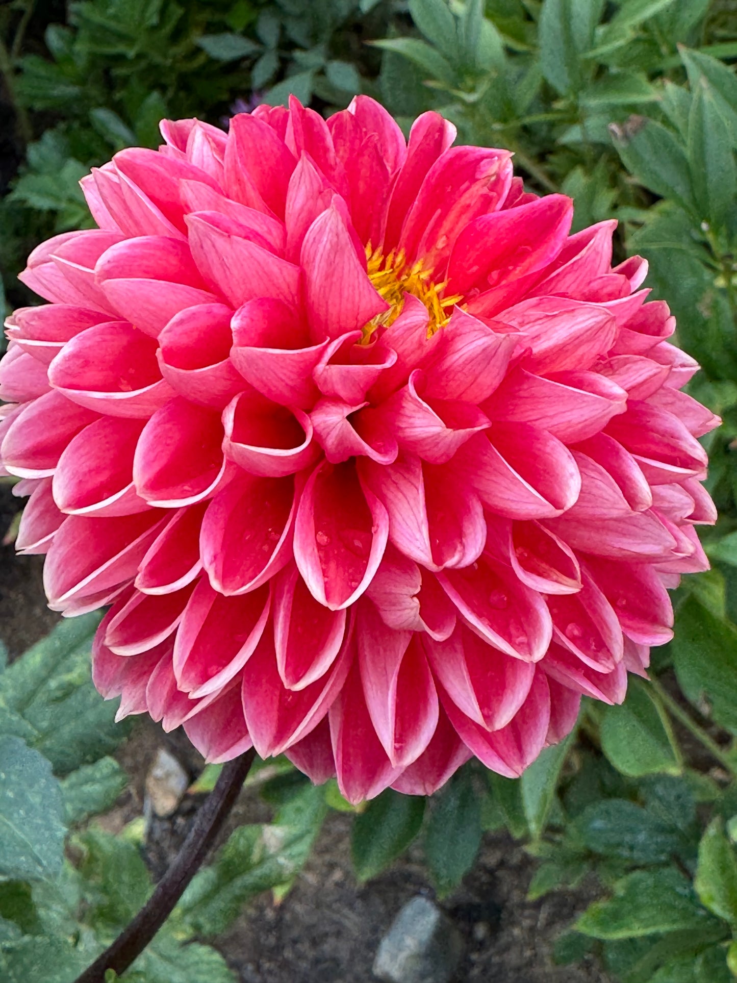 Tempest Dahlia