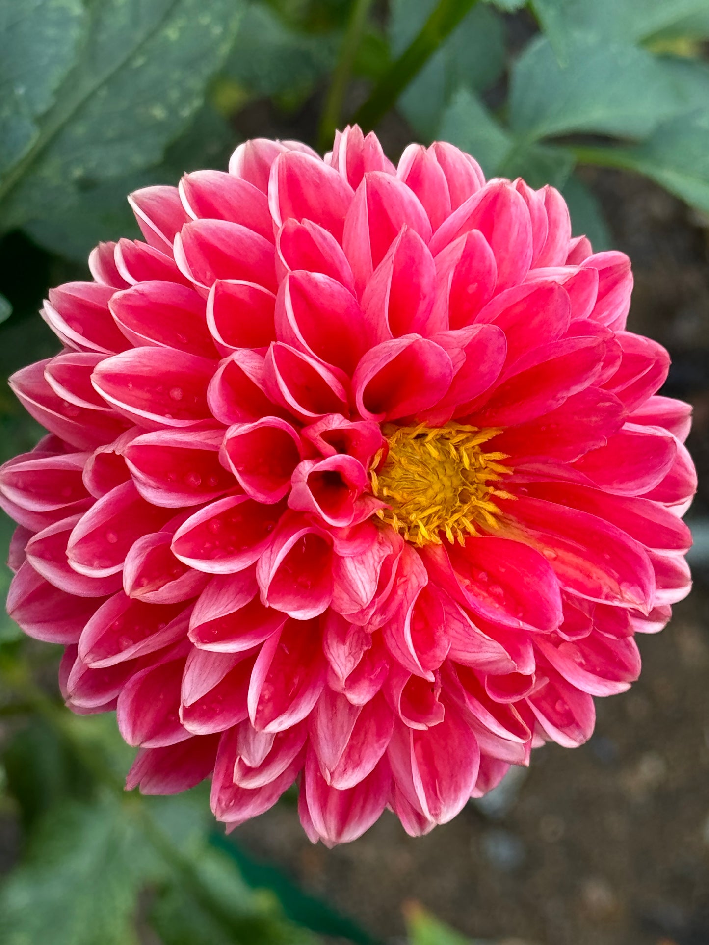 Tempest Dahlia