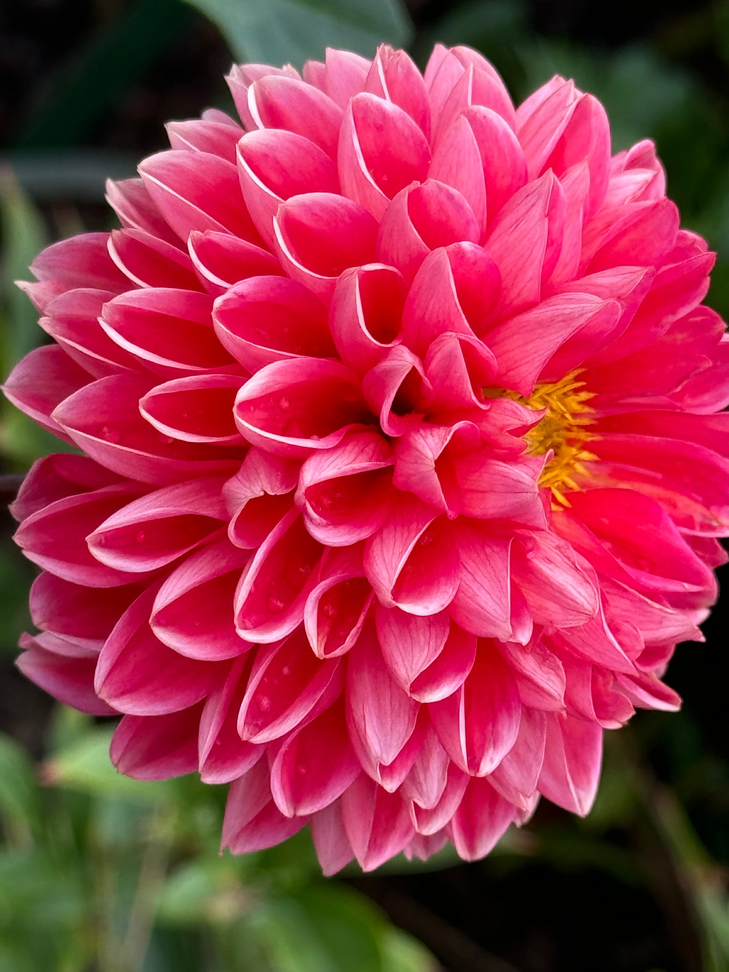 Tempest Dahlia